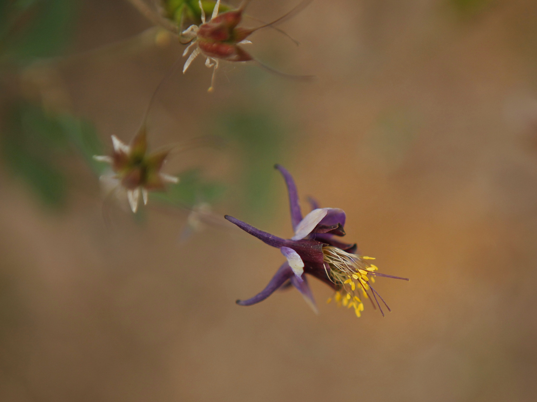 Canon EF 24-70mm F2.8L USM sample photo. 不知名小花 photography