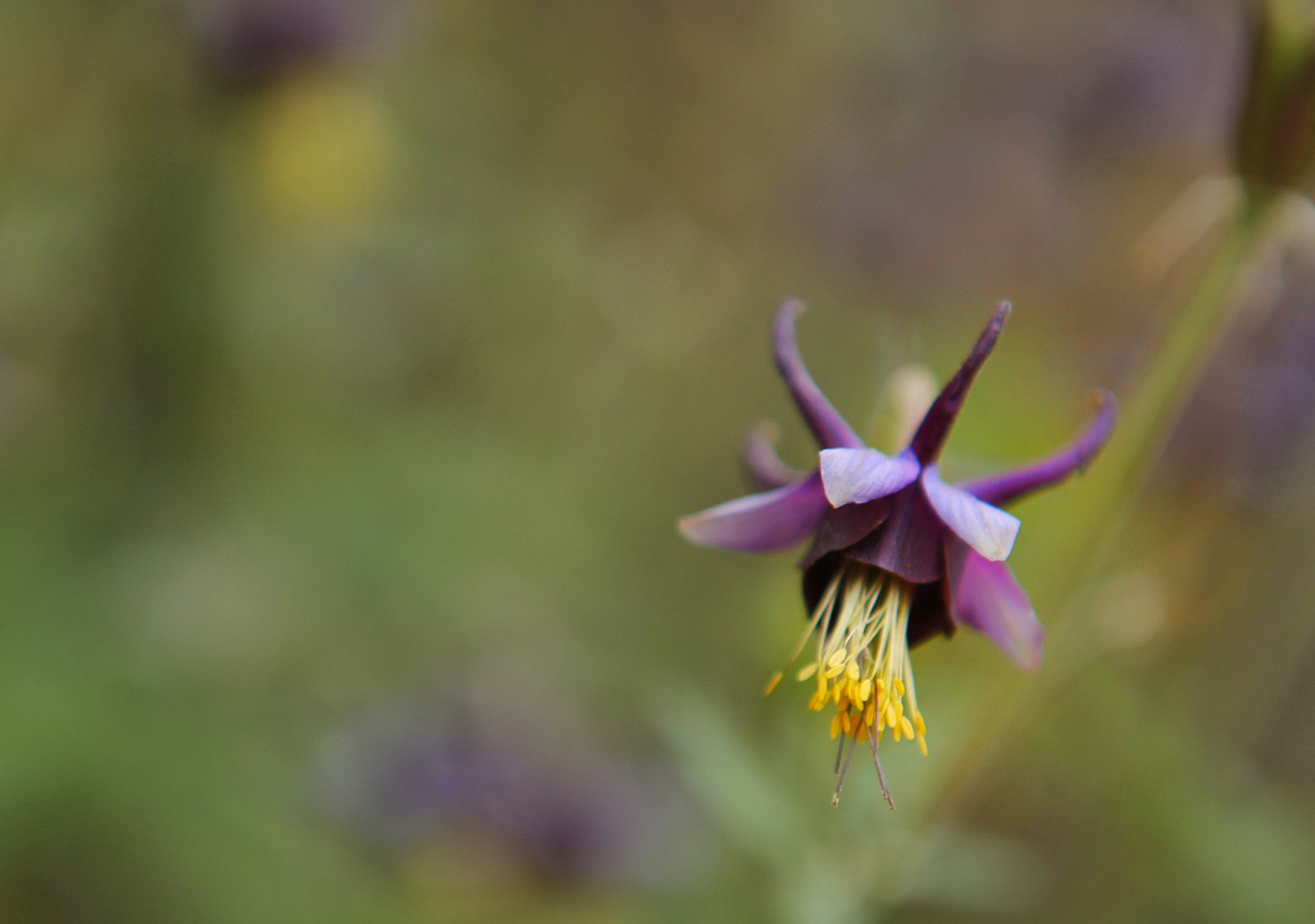 Canon EF 24-70mm F2.8L USM sample photo. 不知名小花-2 photography