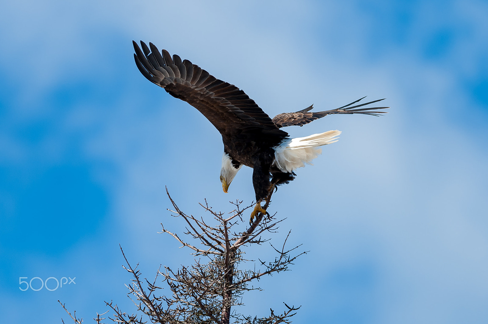 Nikon AF-S Nikkor 300mm F2.8G ED VR II sample photo. Eagle pitching photography