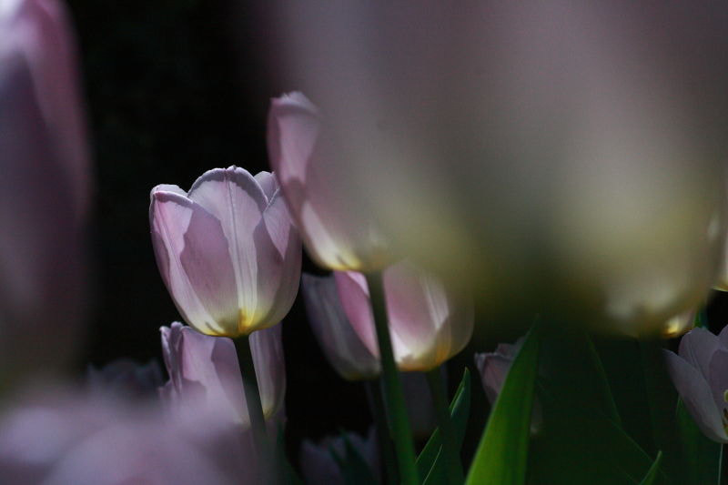 Canon EF 100mm F2.8 Macro USM sample photo