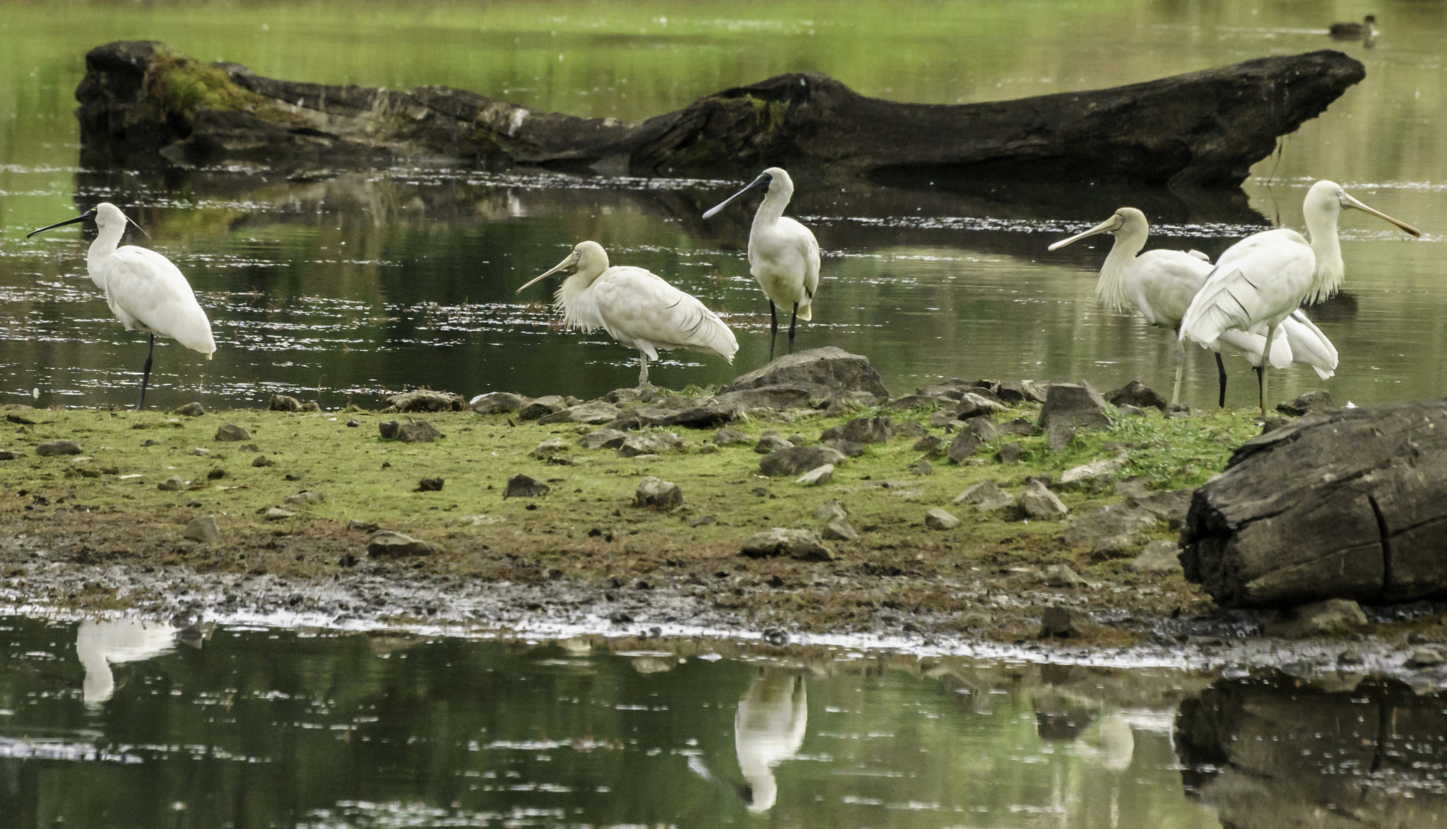 Sony a7 + Sigma 150-500mm F5-6.3 DG OS HSM sample photo. Spoonbills photography