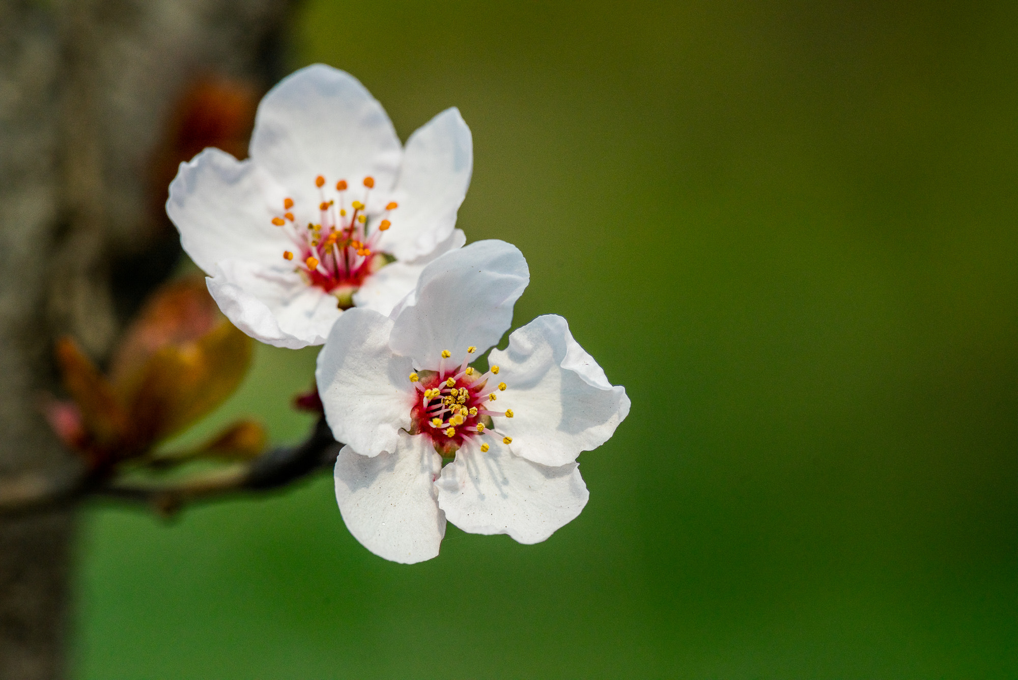 Voigtlander Macro APO-Lanthar 125mm F2.5 SL sample photo