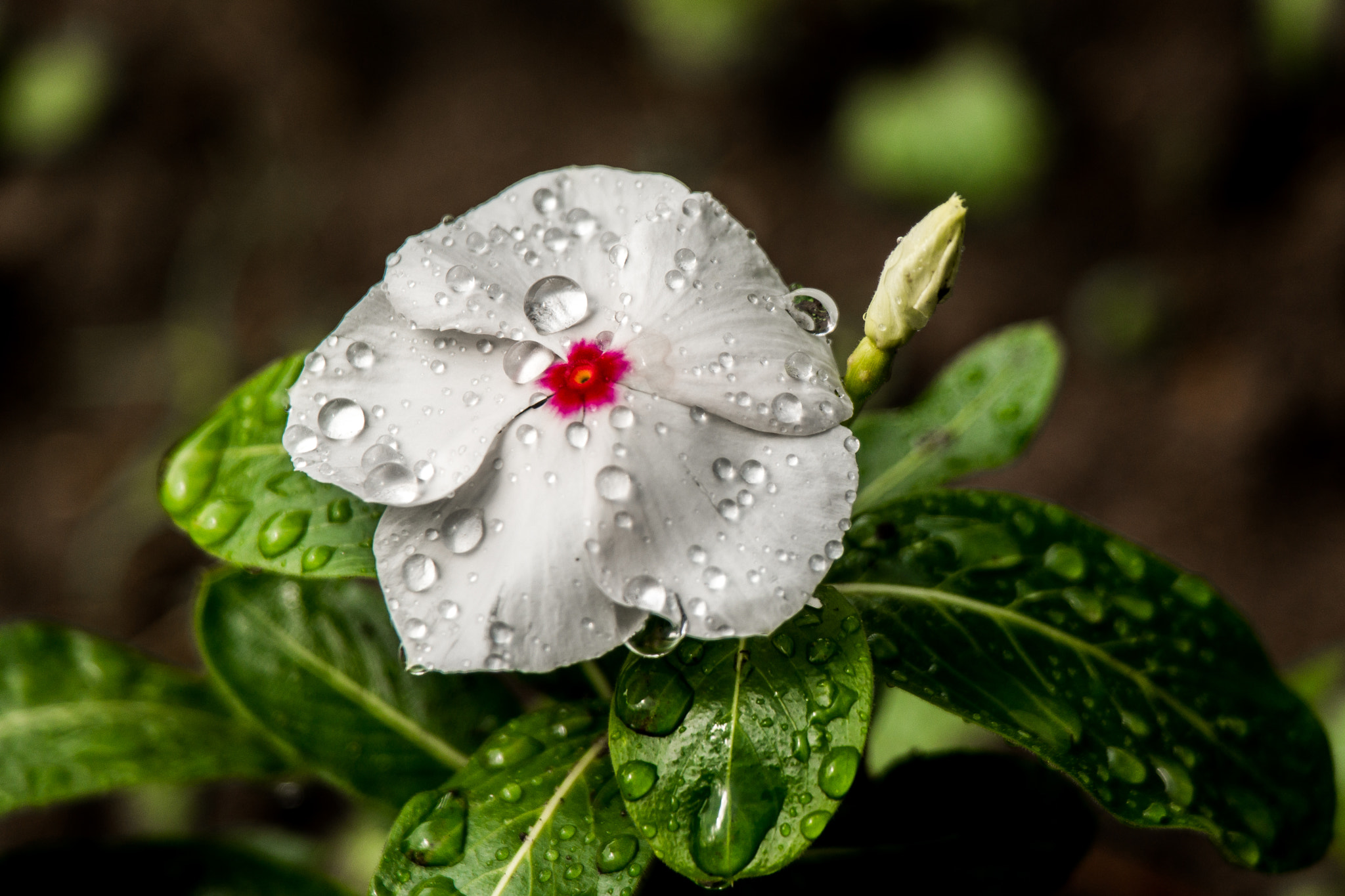 Samsung NX300 + Samsung NX 50-200mm F4-5.6 ED OIS sample photo. Drops photography