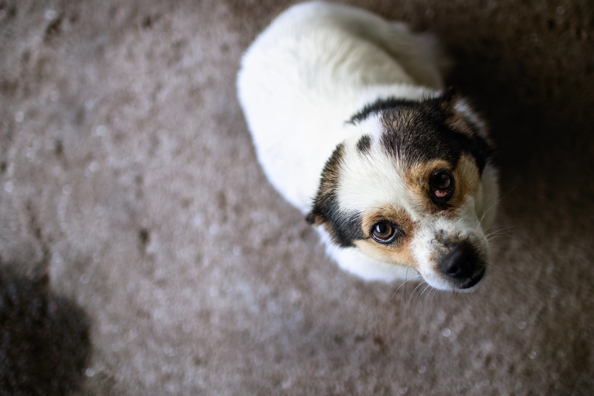 Sigma 30mm F1.4 EX DC HSM sample photo. Hug me photography