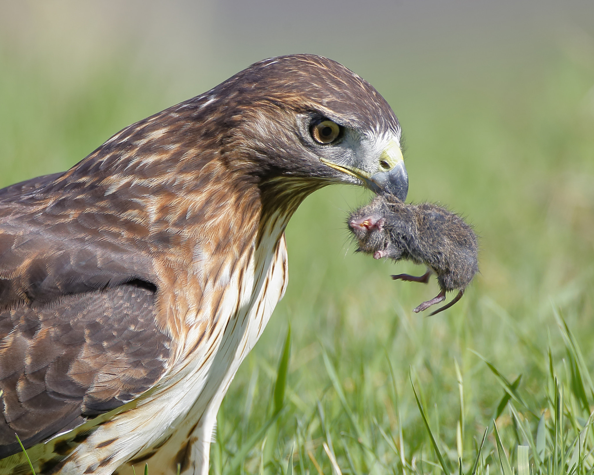 Canon EF 500mm F4L IS USM sample photo. Red-tailed hawk and mole photography