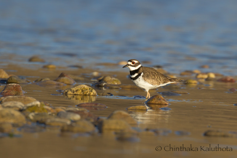 Canon EF 100-400mm F4.5-5.6L IS II USM sample photo. Killdeer photography