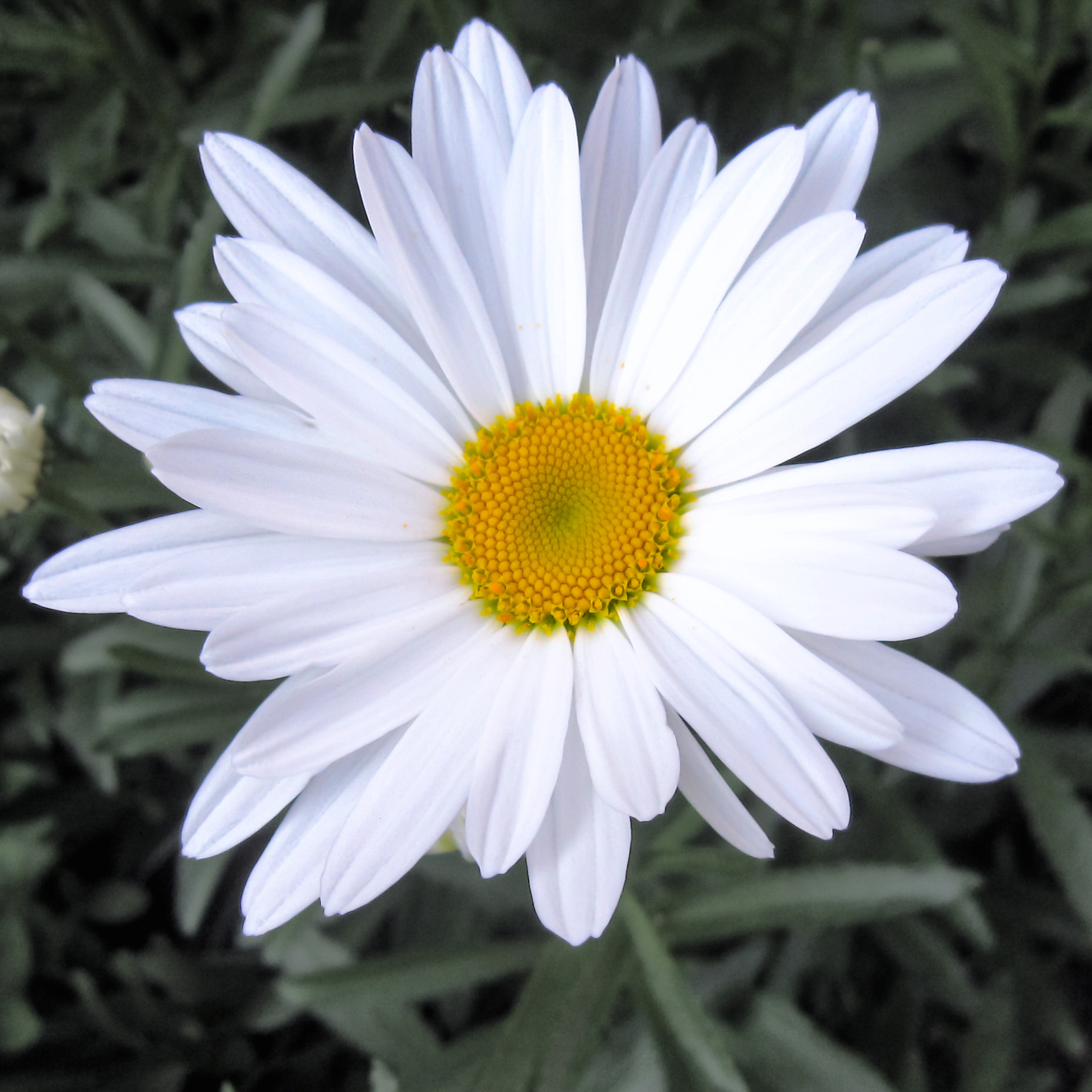 Canon PowerShot SD880 IS (Digital IXUS 870 IS / IXY Digital 920 IS) sample photo. Spring daisy photography