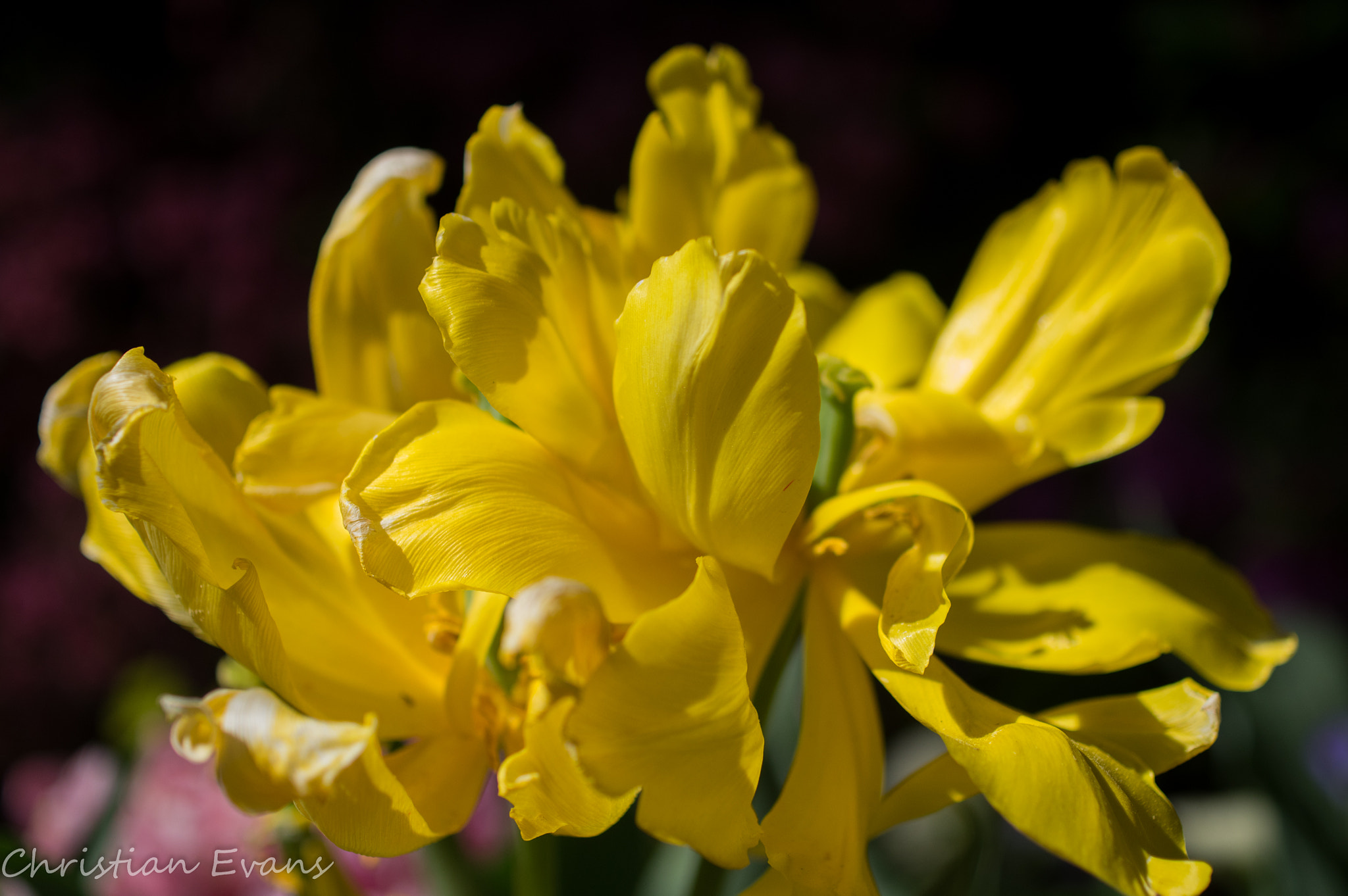 Pentax K-3 + HD Pentax DA 35mm F2.8 Macro Limited sample photo. Azalea yellow 1 photography