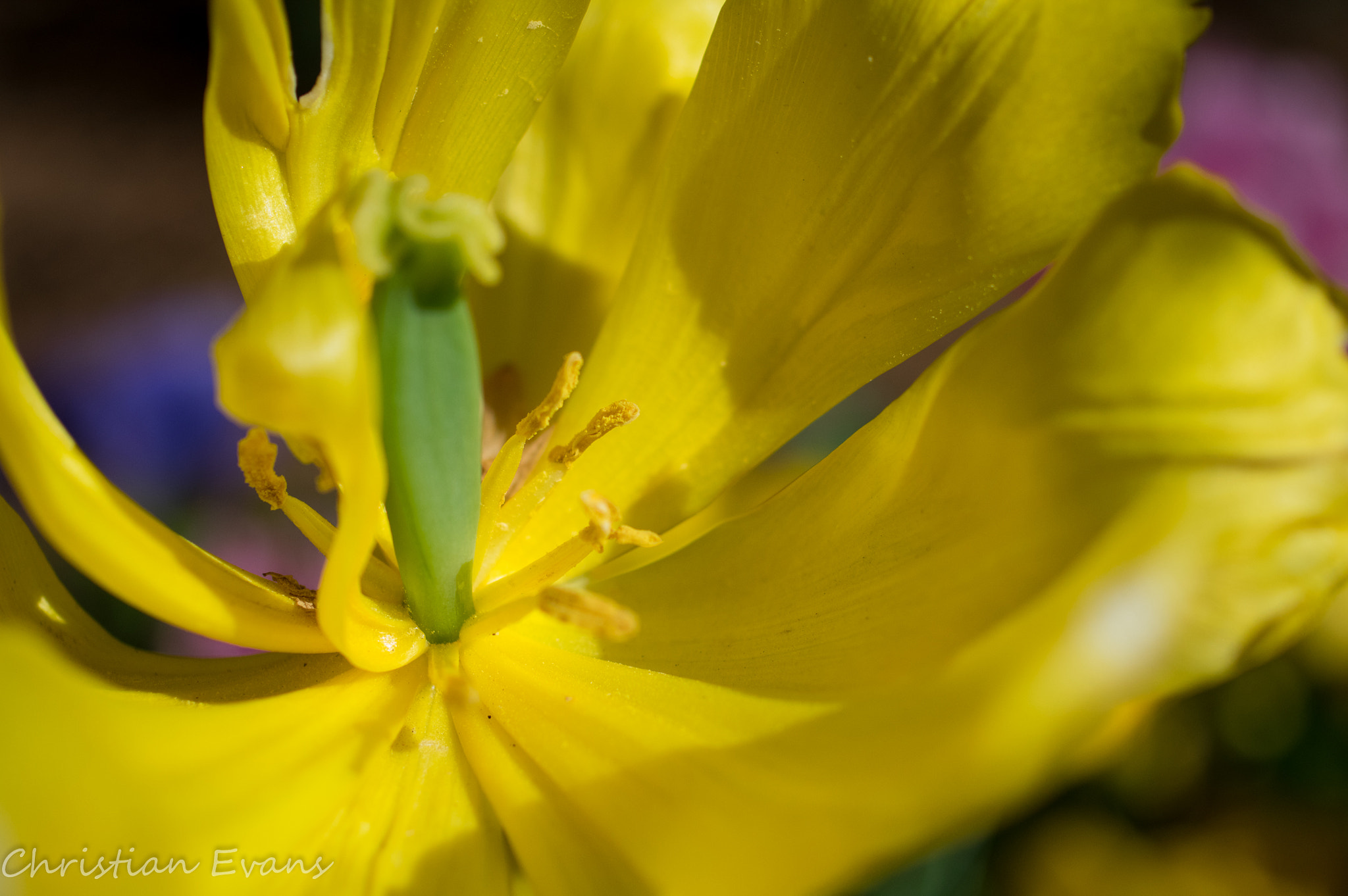 HD Pentax DA 35mm F2.8 Macro Limited sample photo. Azalea yellow 3 photography