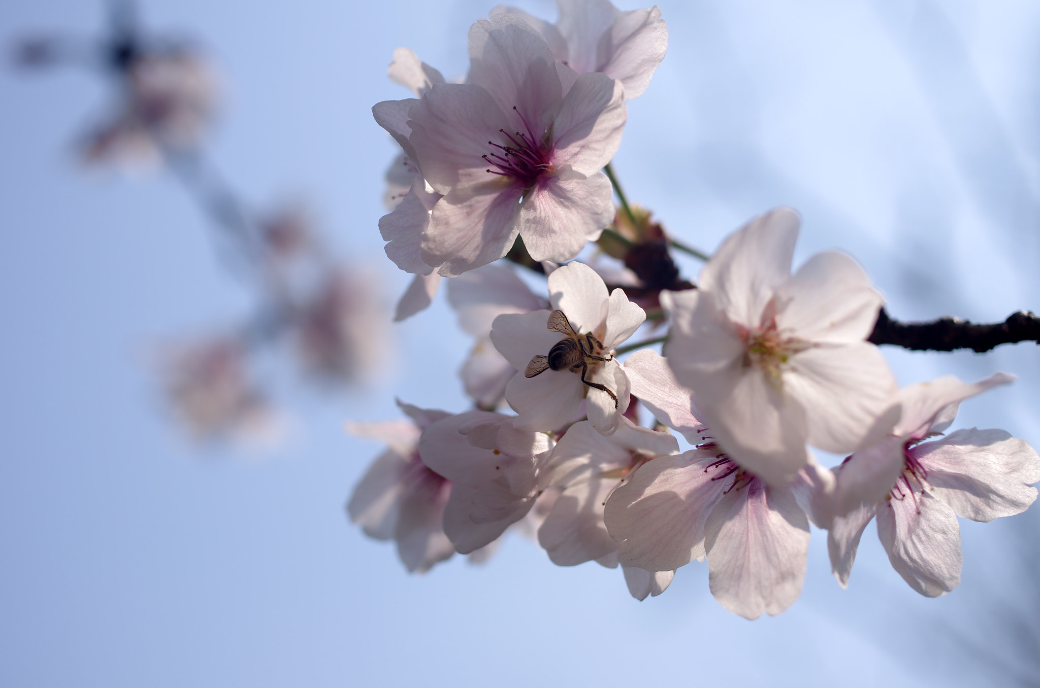 Pentax K-5 + HD Pentax DA 35mm F2.8 Macro Limited sample photo. Spring photography