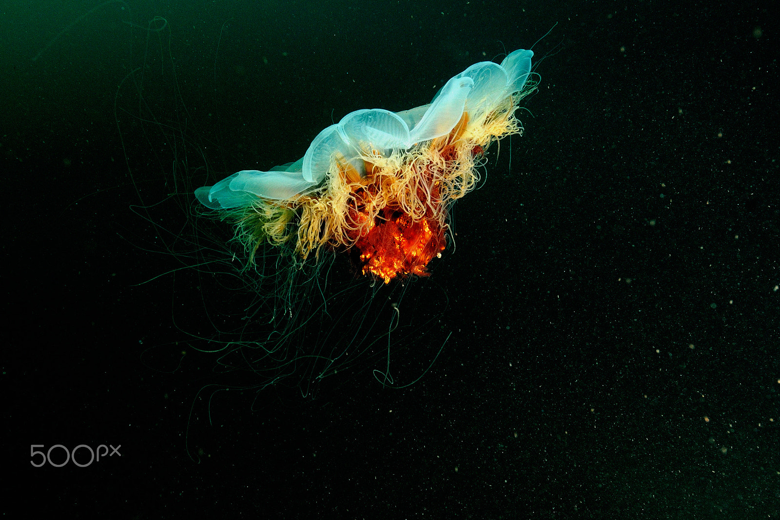 Nikon D200 sample photo. Jellyfish photography