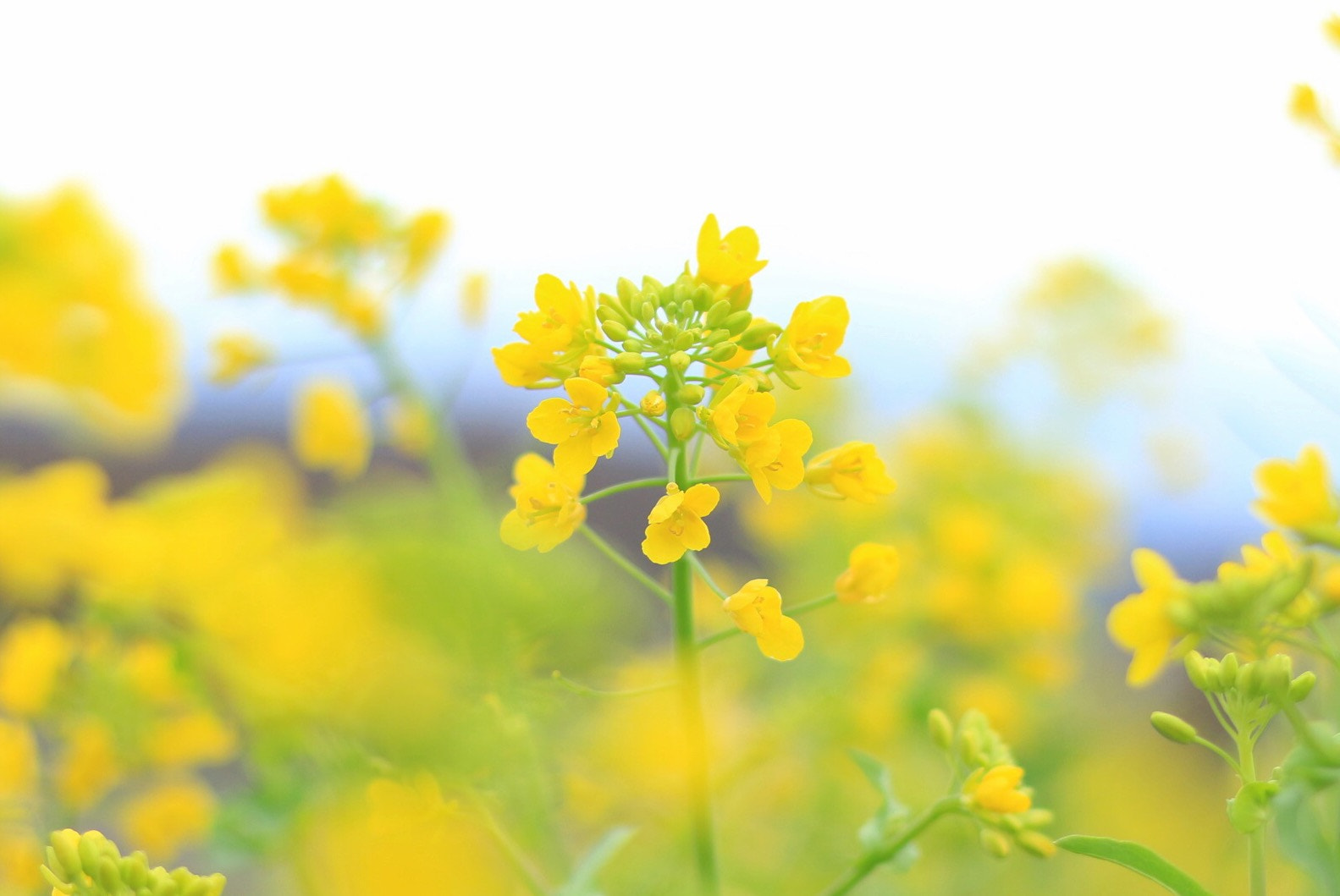 Canon EOS M + Canon EF 50mm F1.8 STM sample photo. Rape blossoms photography