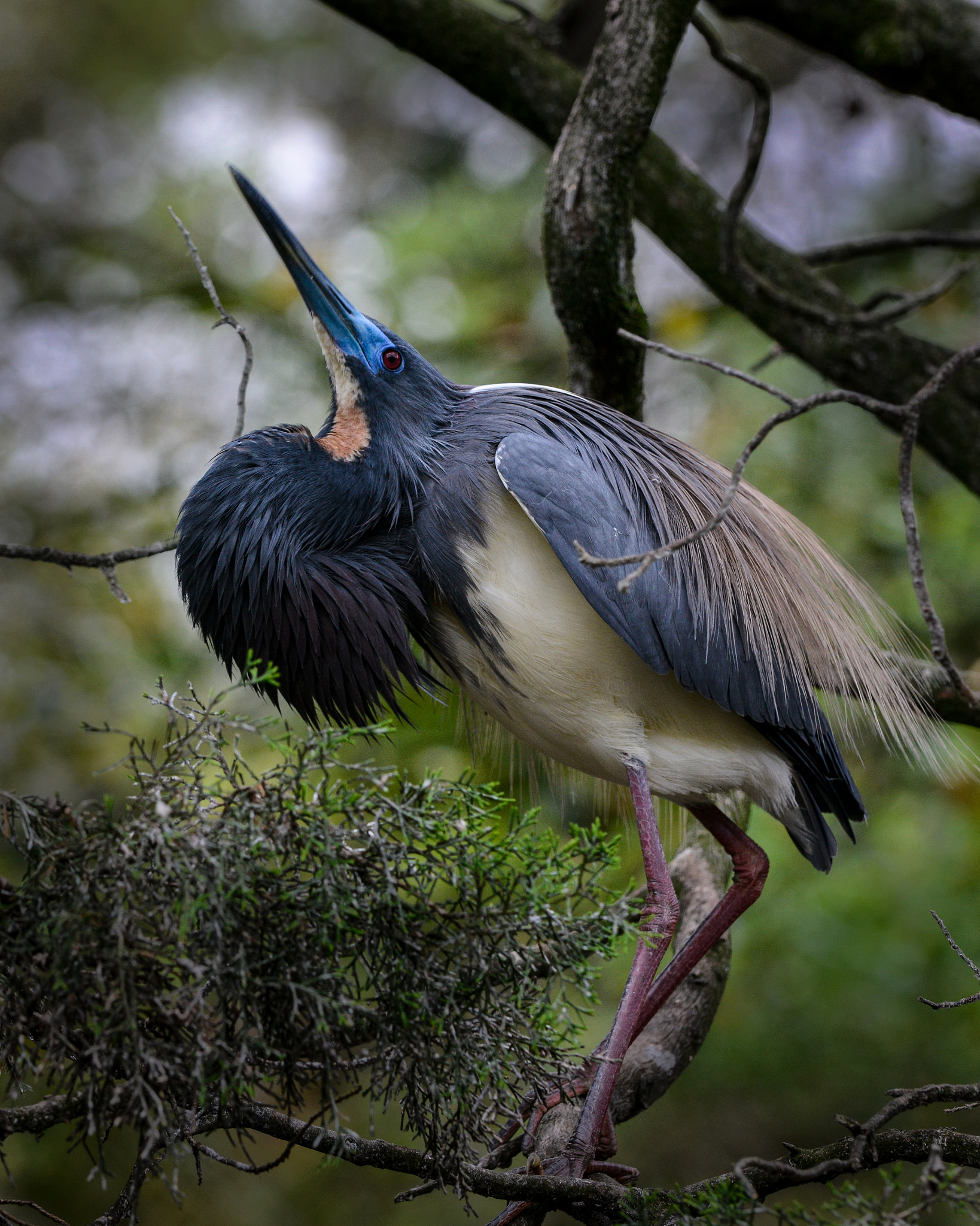 Nikon AF-S Nikkor 200-400mm F4G ED-IF VR sample photo. Who says i can't dance photography