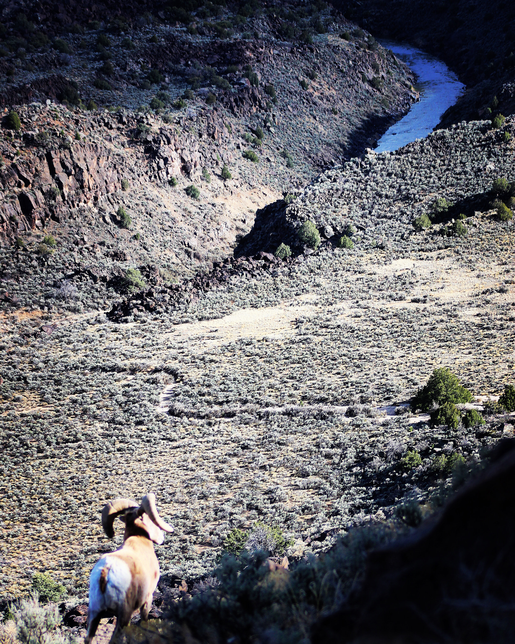 Canon EF75-300mm f/4-5.6 sample photo. Bighorn sheep contemplating the rio grande gorge just west of taos, new mexico. photography
