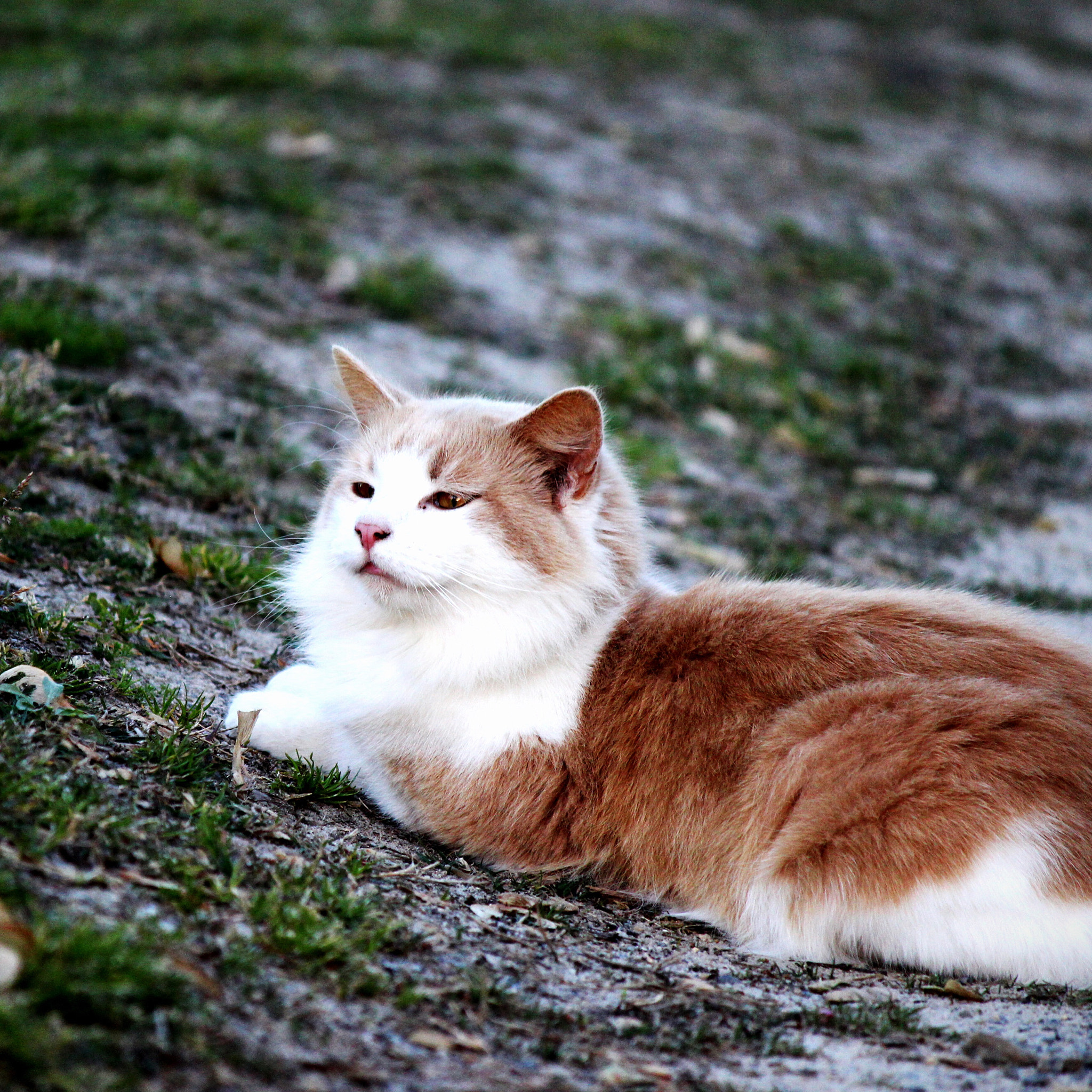 Canon EF-S 55-250mm F4-5.6 IS II sample photo. Charlie photography