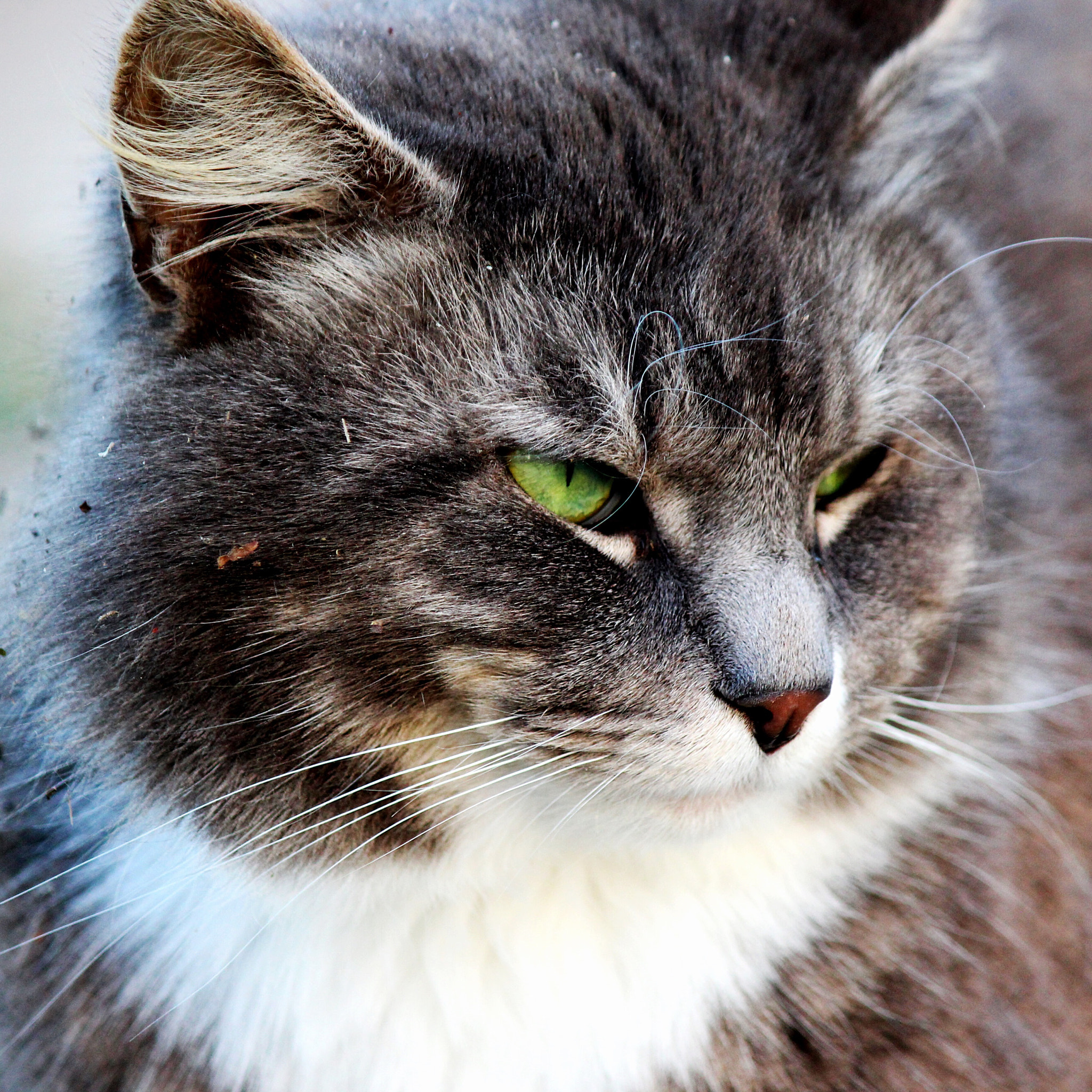 Canon EF-S 55-250mm F4-5.6 IS II sample photo. Fluffy photography