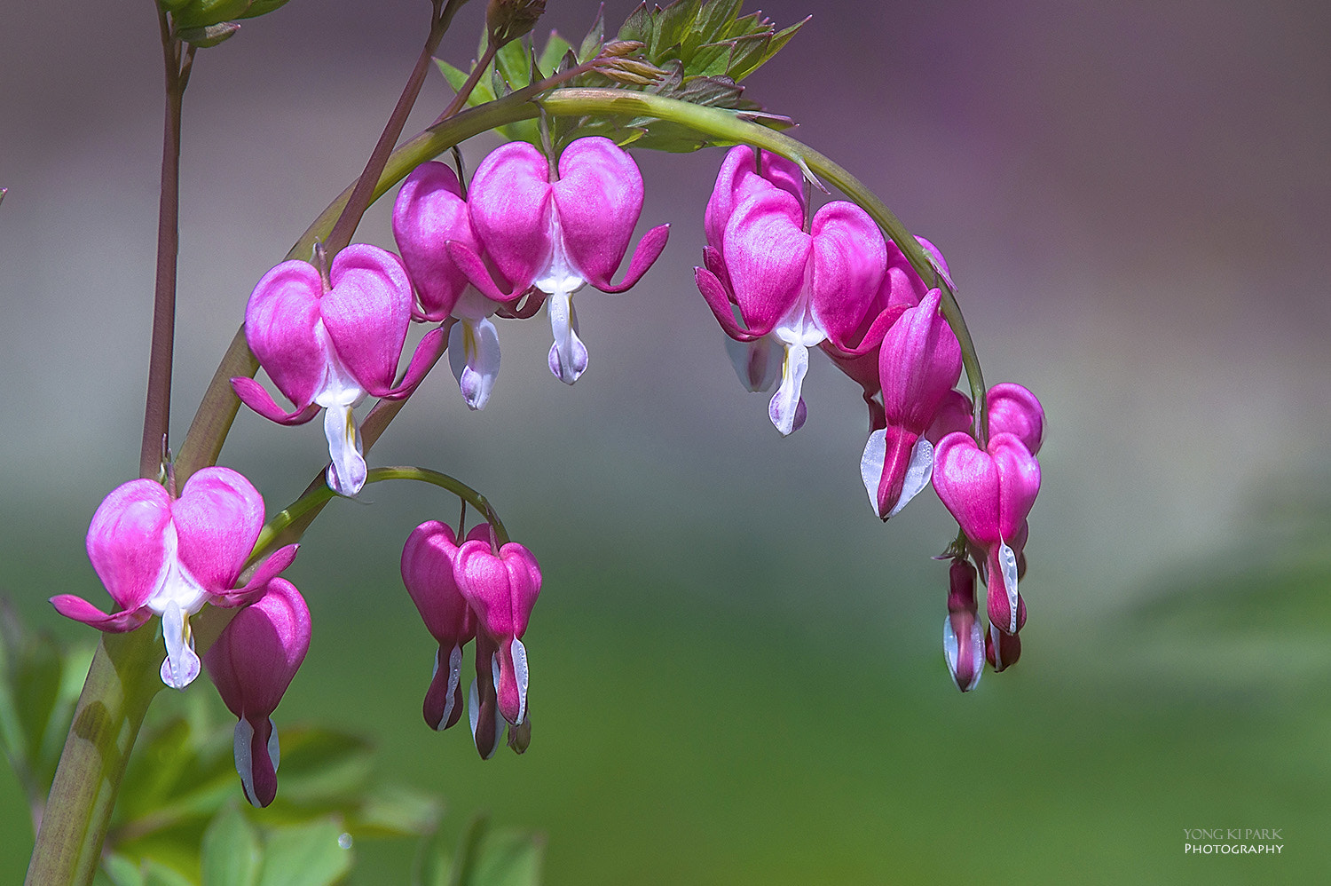 Pentax K-3 sample photo. Spring rainbow with hearts photography