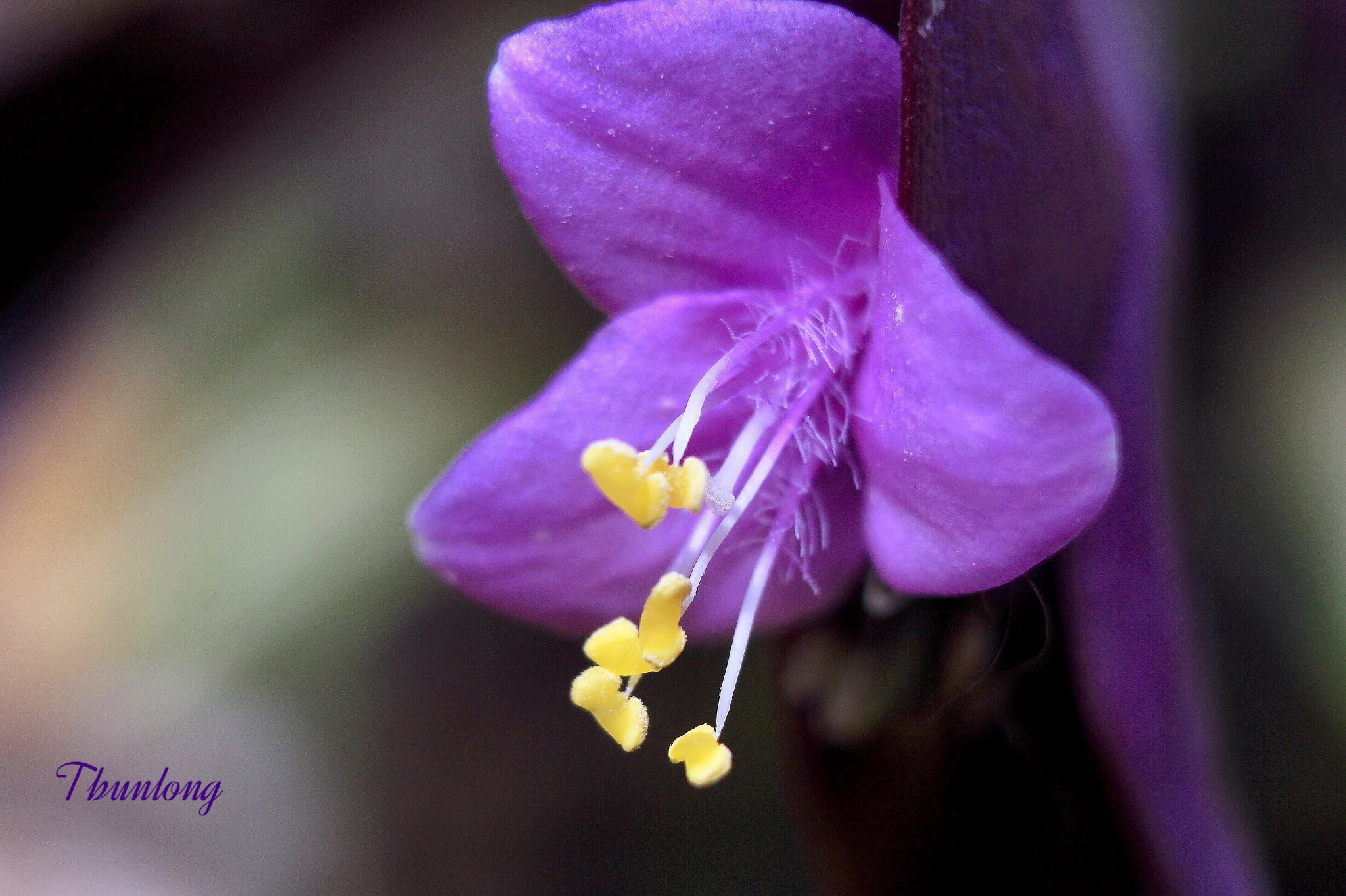 Canon EF-S 18-55mm F3.5-5.6 IS II sample photo. Violet with yellow ! photography