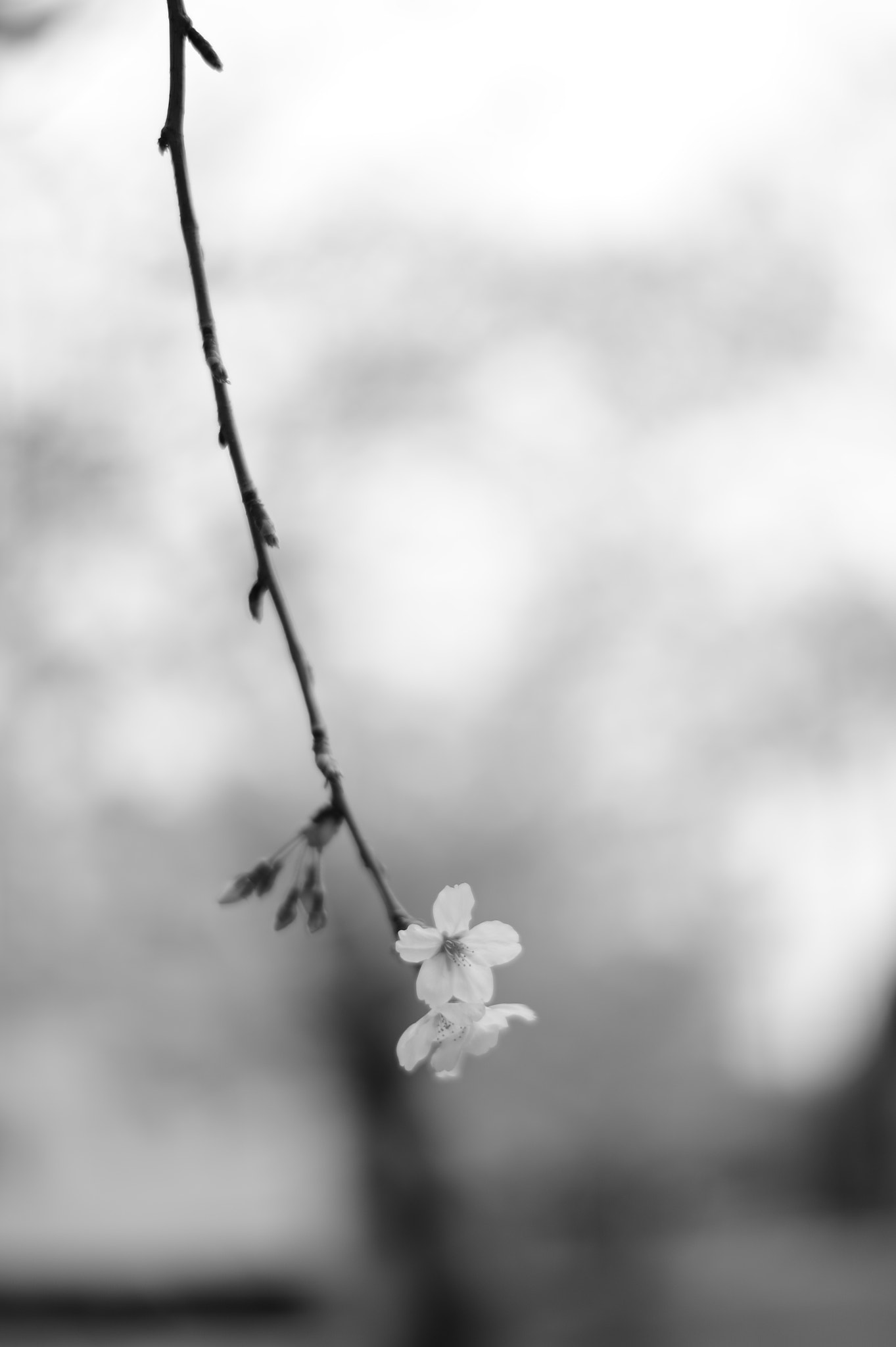 Nikon Df + Nikon AF-S Nikkor 58mm F1.4G sample photo. Bloom in alone photography