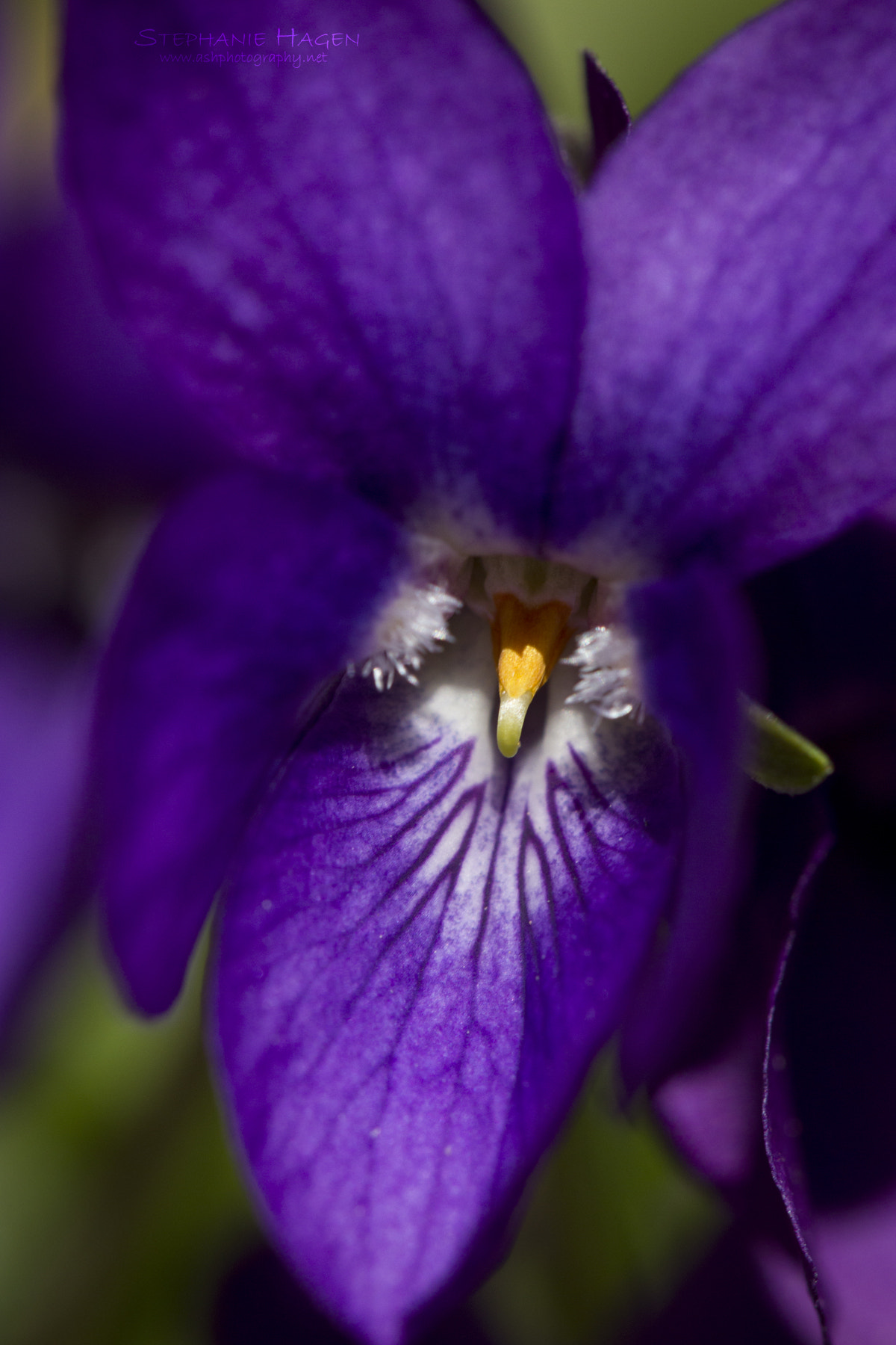 Canon EF 100mm F2.8L Macro IS USM sample photo. Violet photography