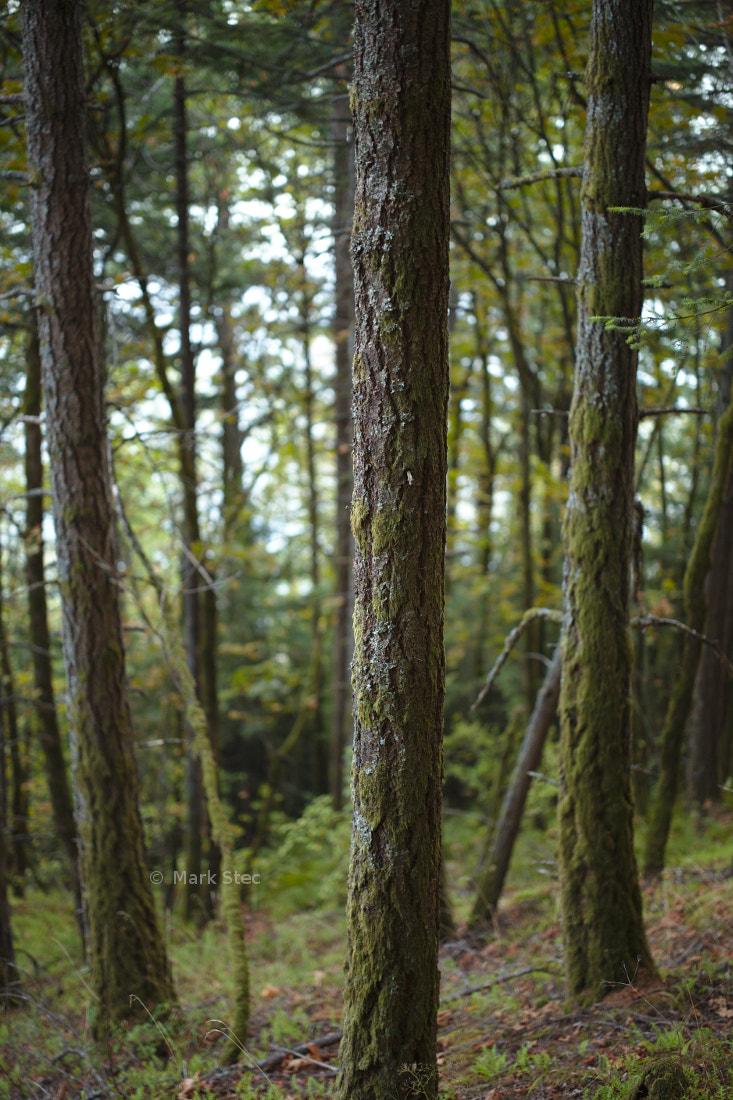 ZEISS Otus 55mm F1.4 sample photo. Trees photography