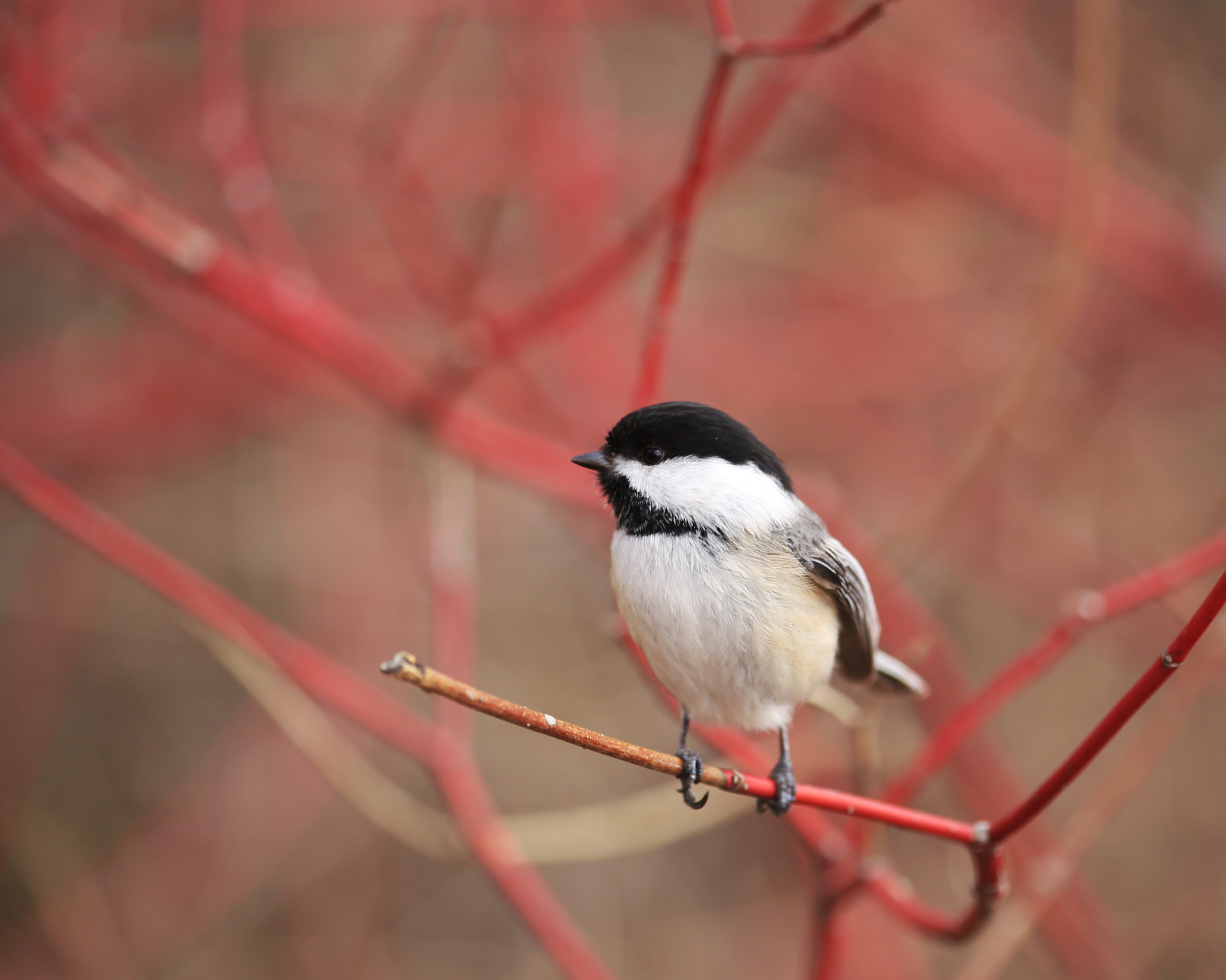 Canon EF 70-300mm F4-5.6 IS USM sample photo