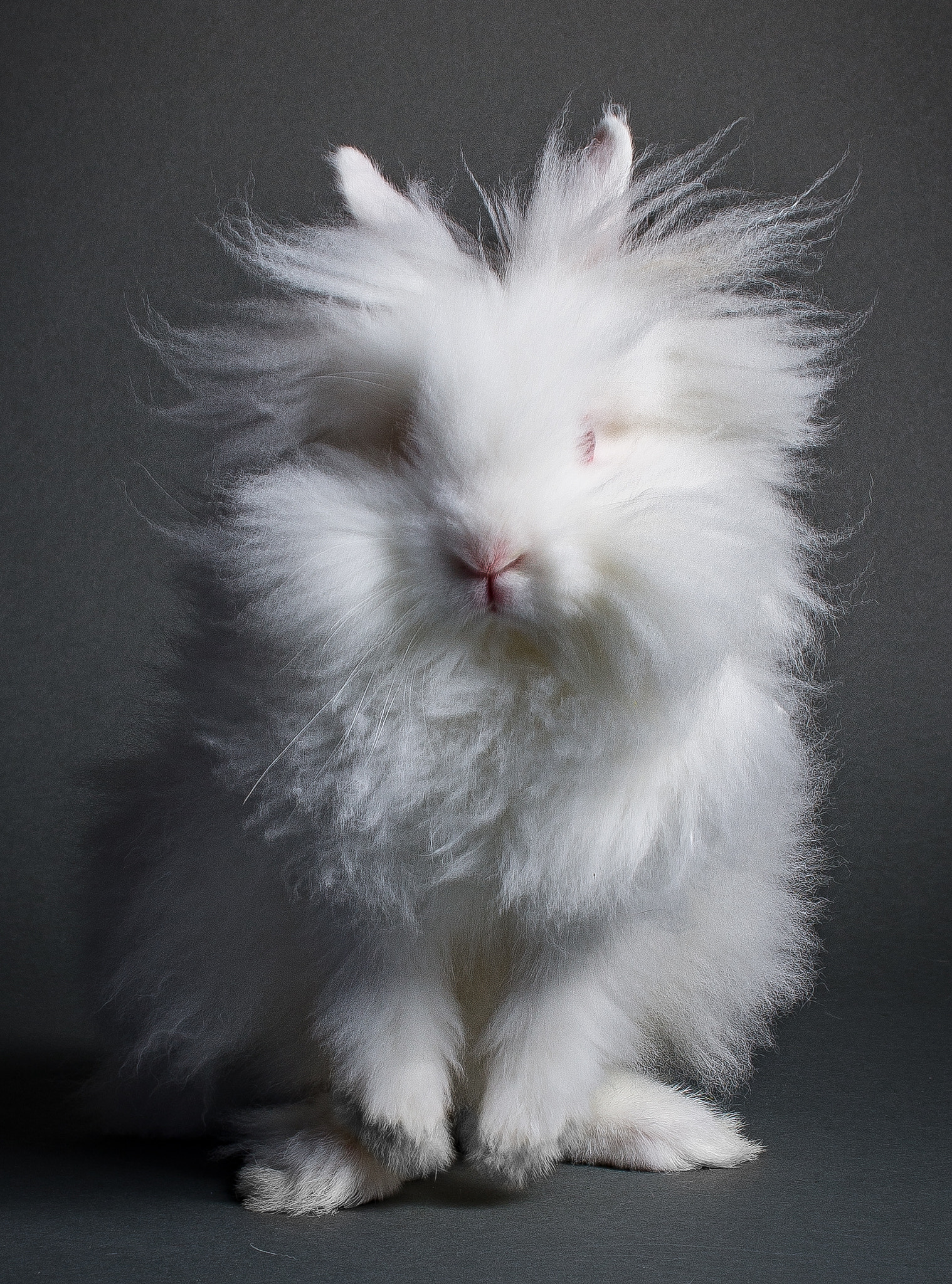 Nikon AF-S DX Micro Nikkor 40mm F2.8 sample photo. Lionhead photography