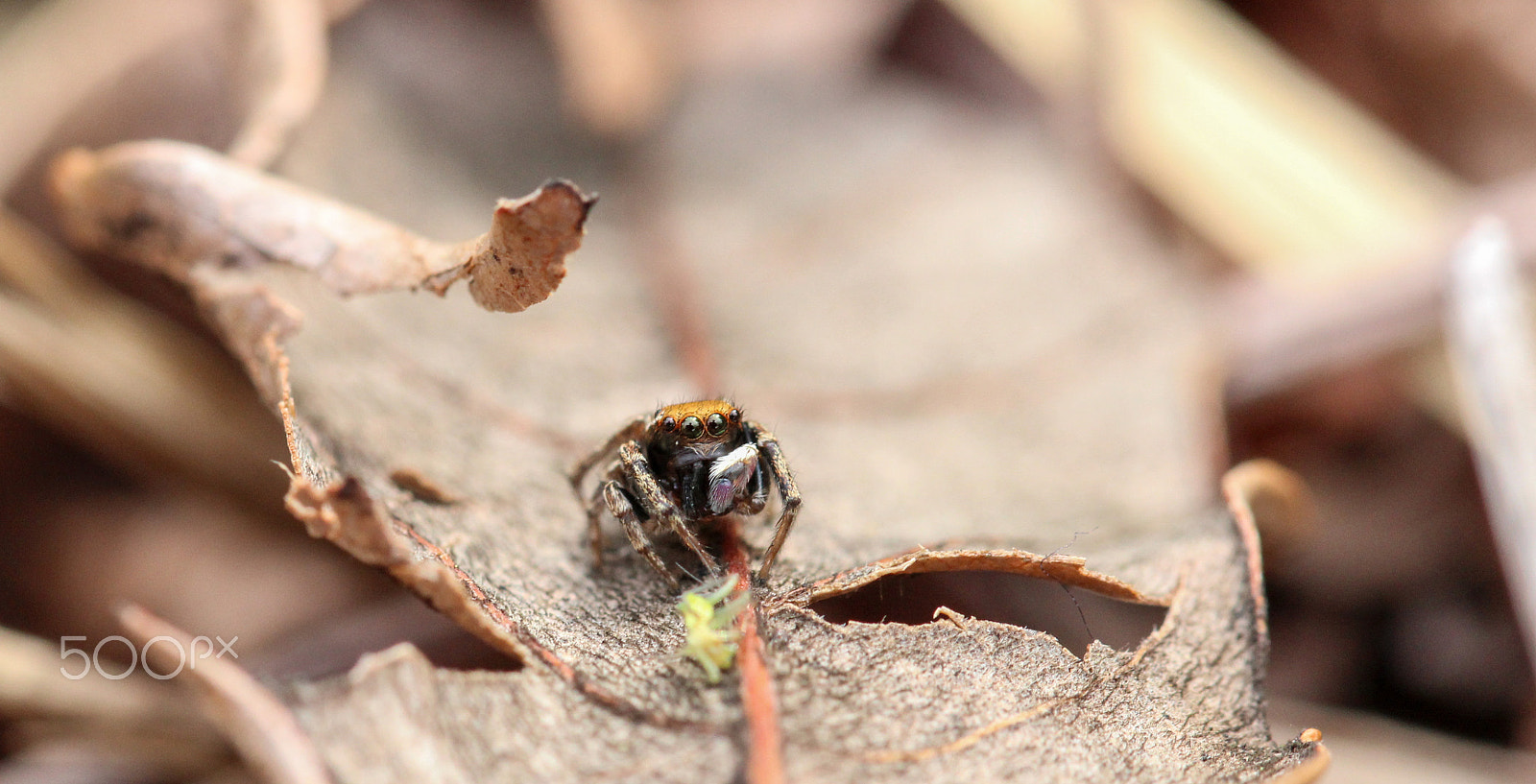 Sigma 105mm F2.8 EX DG OS HSM sample photo. Oh! hello there! photography