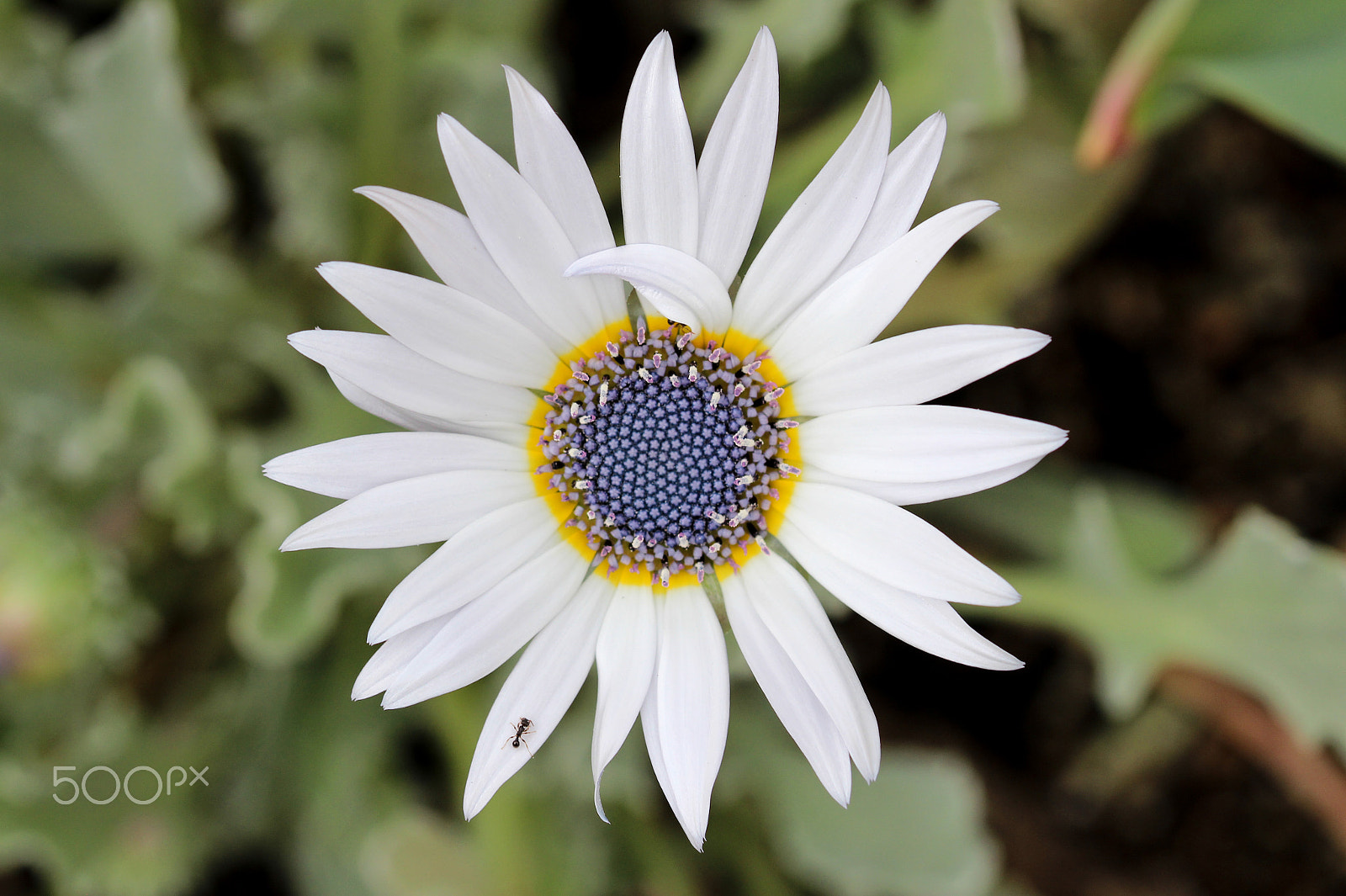 Sigma 105mm F2.8 EX DG OS HSM sample photo. Near symmetry photography