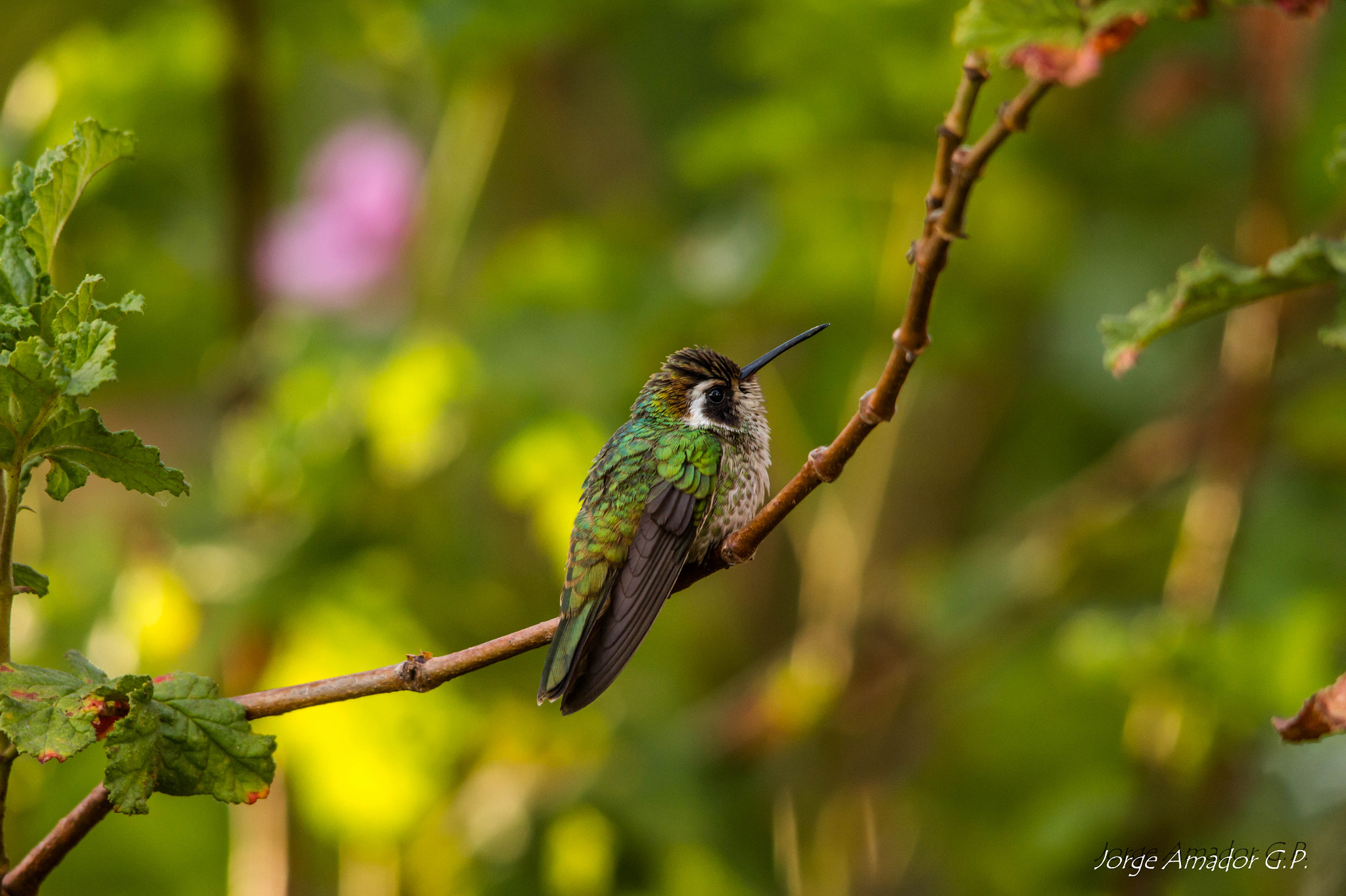 Sigma 150-500mm F5-6.3 DG OS HSM sample photo. Litle bird photography