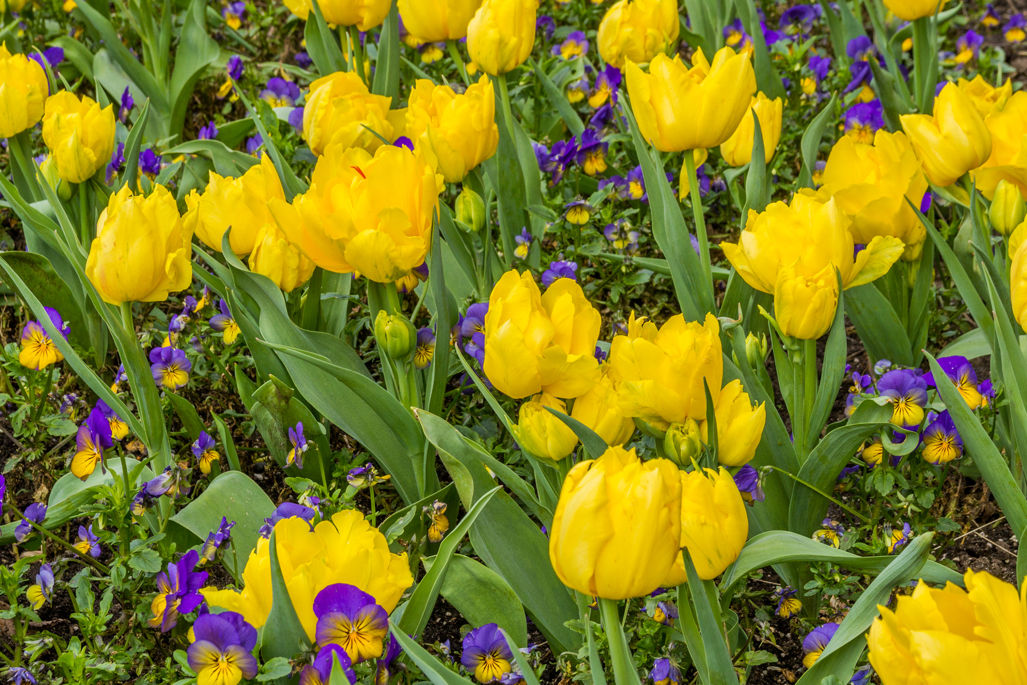 Sigma 18-50mm f/2.8 Macro sample photo. Yellow photography