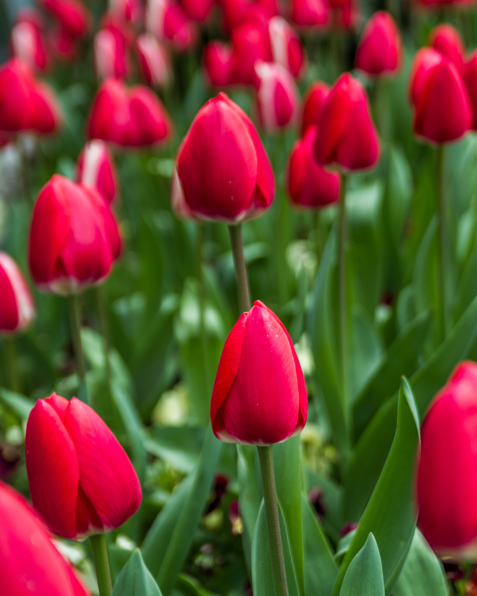 Sigma 18-50mm f/2.8 Macro sample photo. Red photography