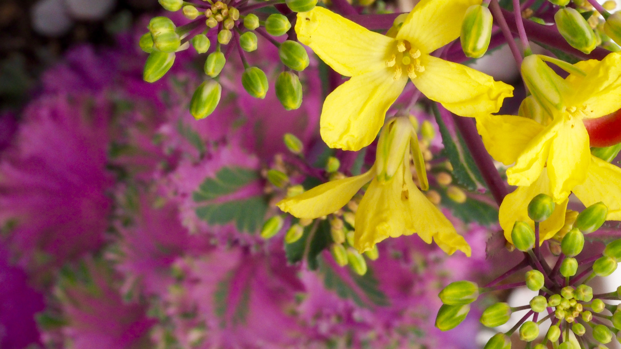 Olympus PEN E-PL7 sample photo. Flowering 'flowering kale' photography