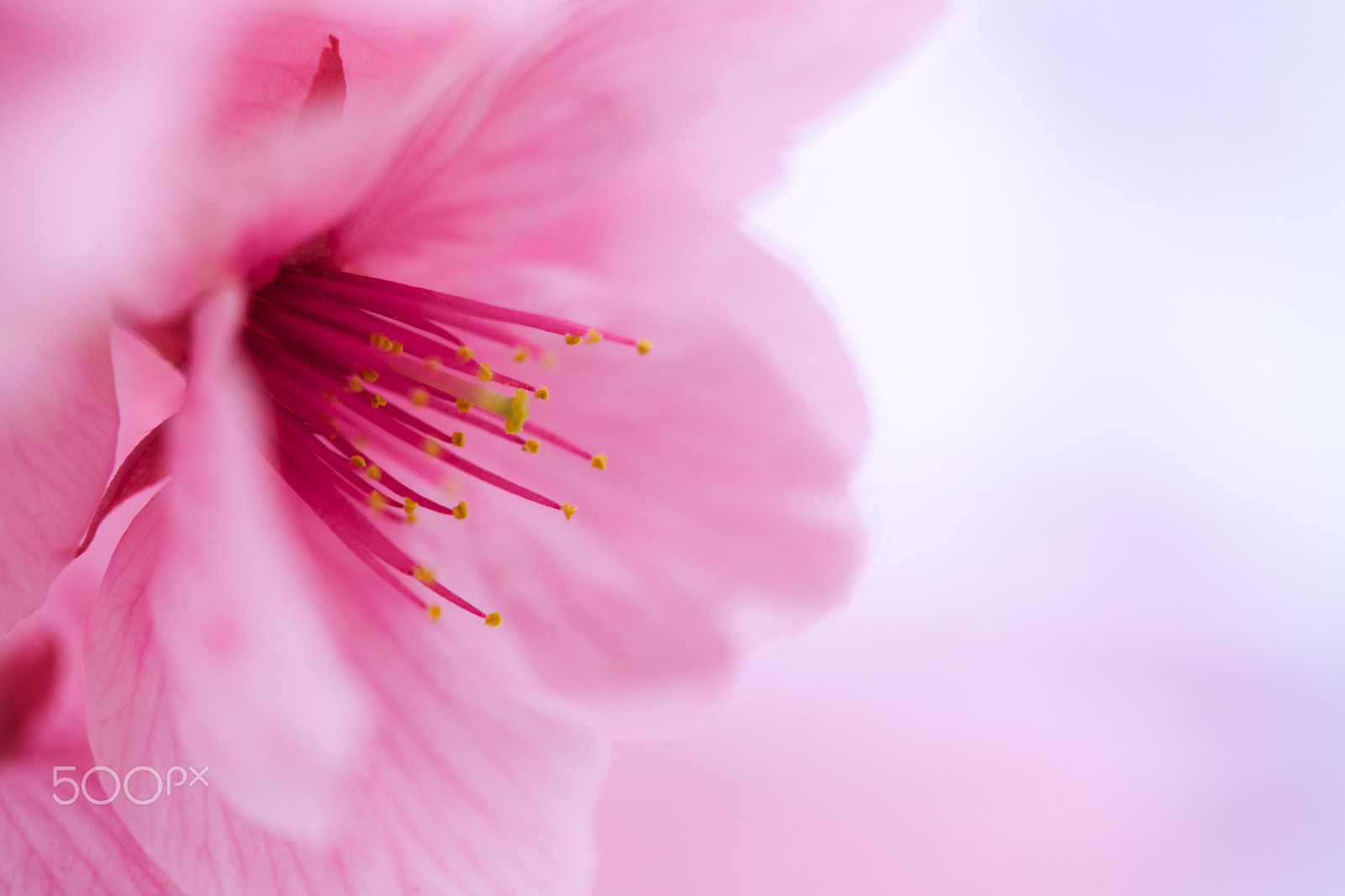 Tamron SP AF 180mm F3.5 Di LD (IF) Macro sample photo. Serene spring photography