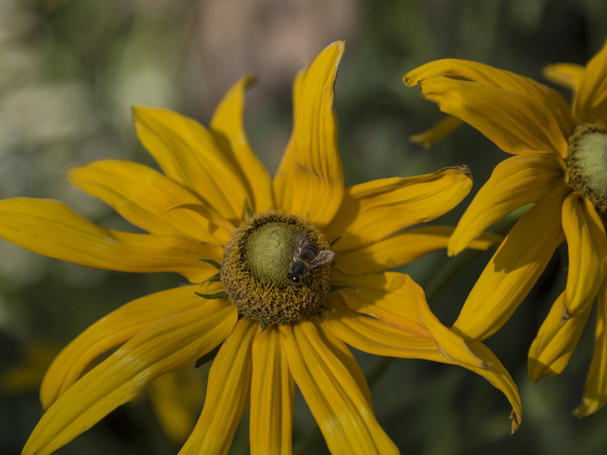 Panasonic Lumix DMC-GH4 + Canon EF 24-105mm F4L IS USM sample photo. Pollination photography