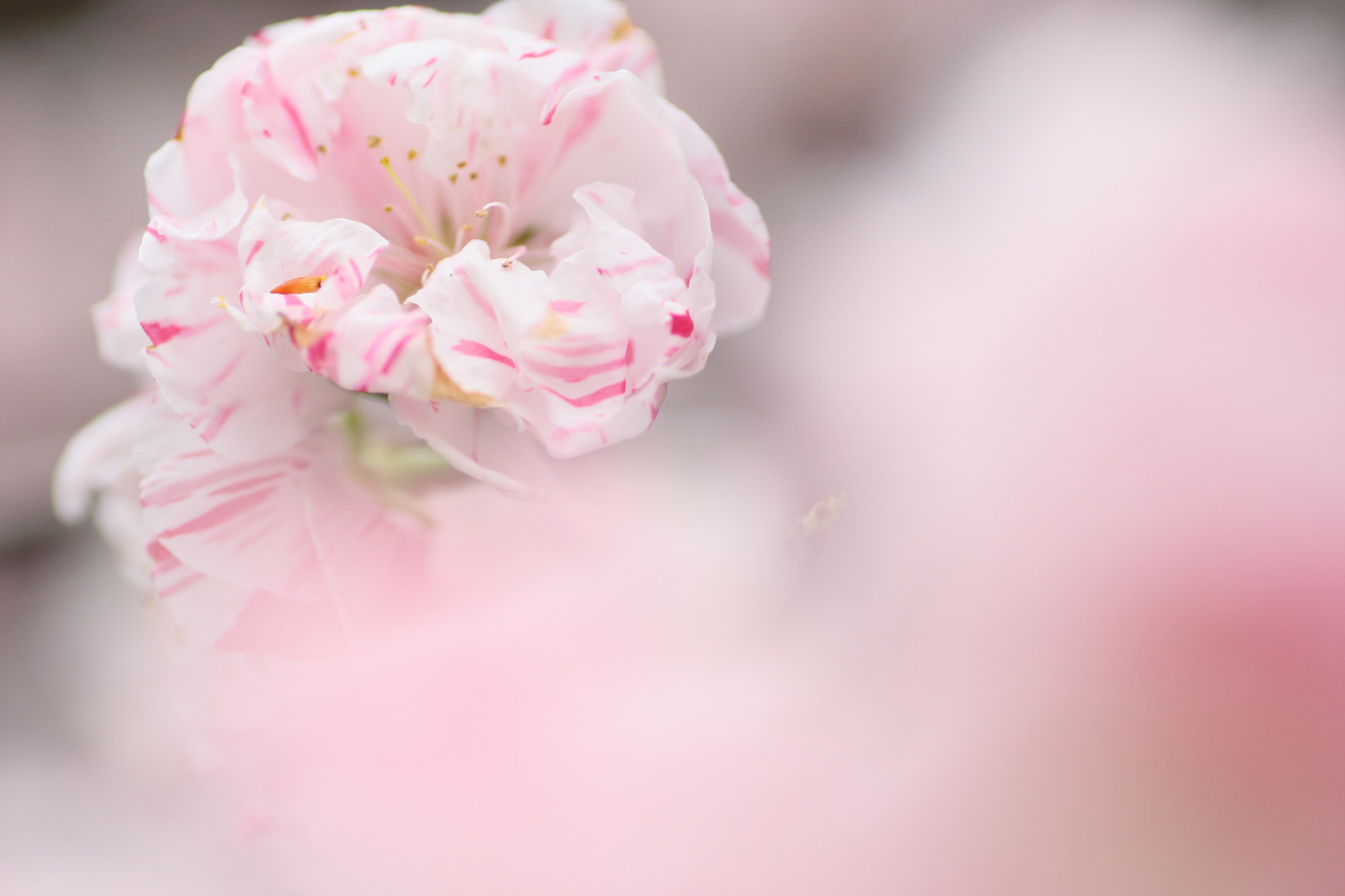 Tamron SP AF 90mm F2.8 Di Macro sample photo. 春が来た photography