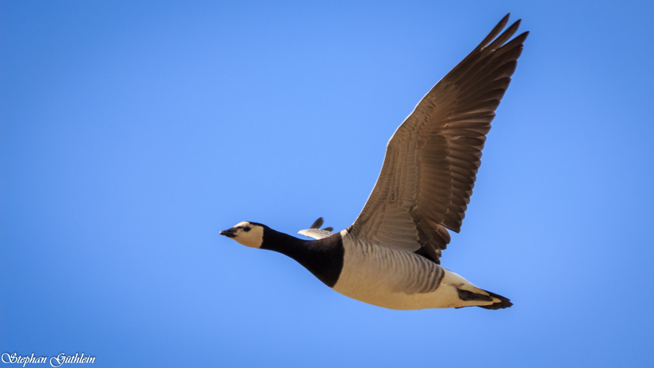 Sigma 150-600mm F5-6.3 DG OS HSM | C sample photo. Let's start in the weekend photography