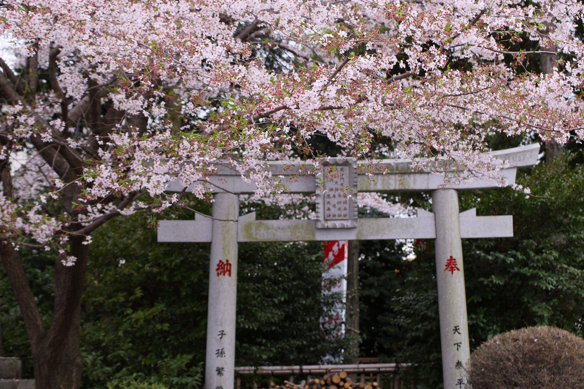 Canon EOS-1D Mark III sample photo. Sakura and torii photography