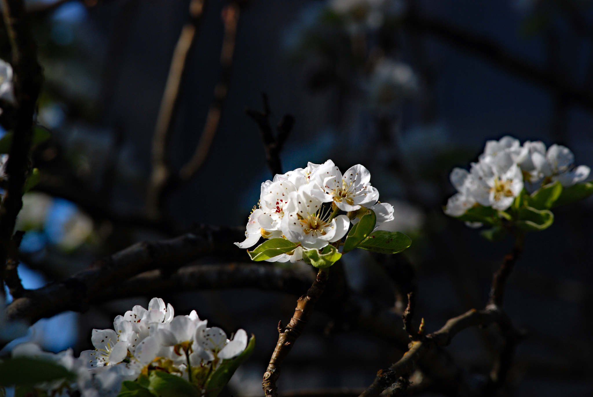 Nikon D80 + Nikon AF-Nikkor 80-200mm F2.8D ED sample photo. Spring flower blossom photography