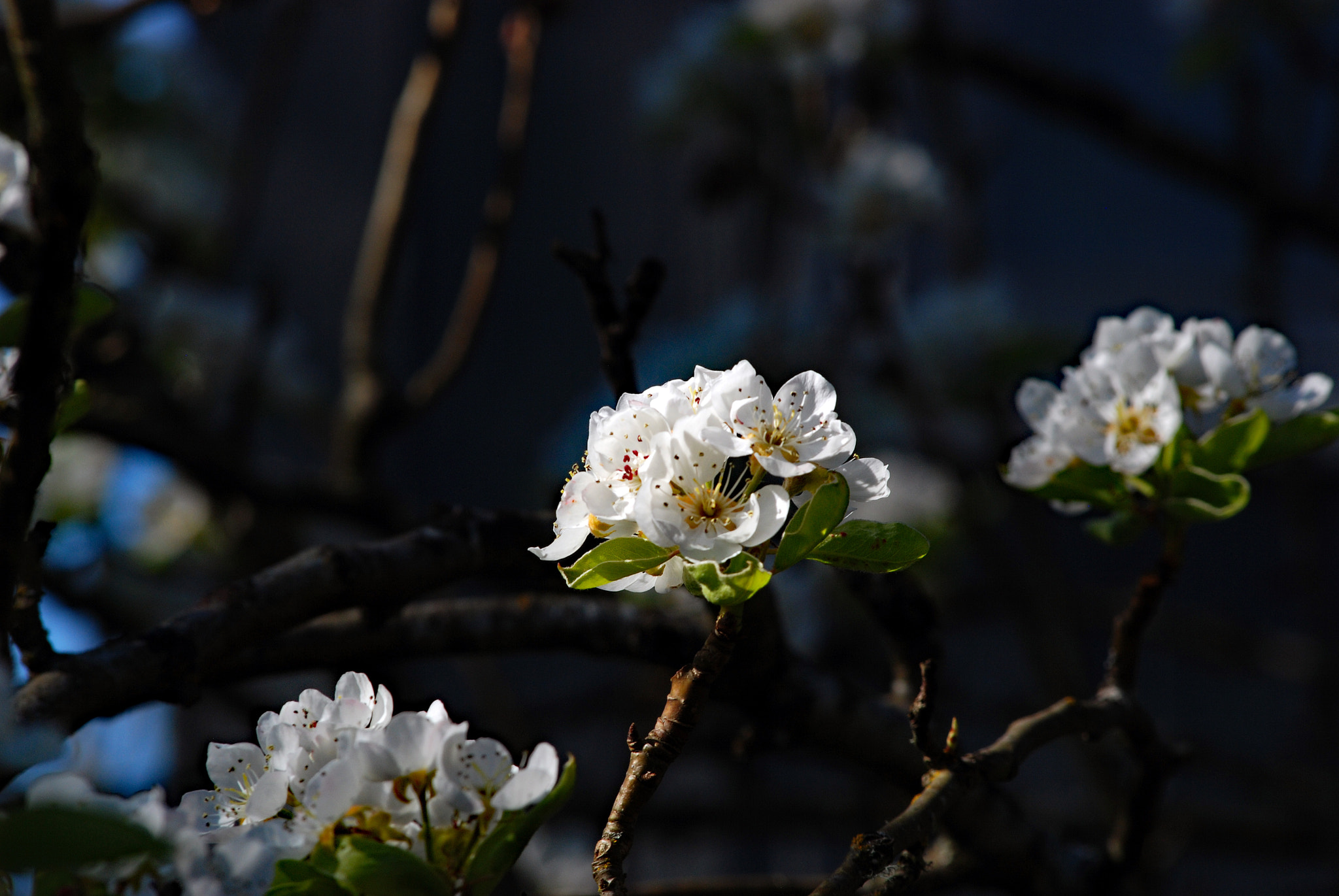 Nikon AF-Nikkor 80-200mm F2.8D ED sample photo. Spring flower blossom photography
