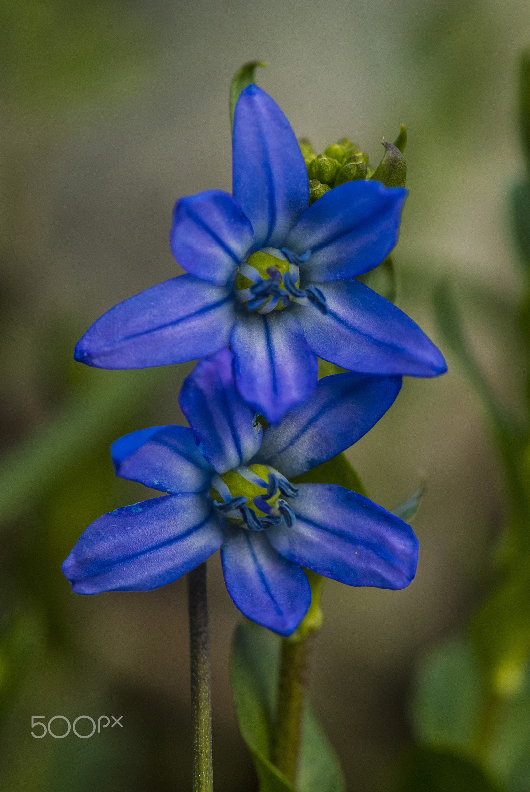 Nikon 1 V1 sample photo. Blue flowers photography