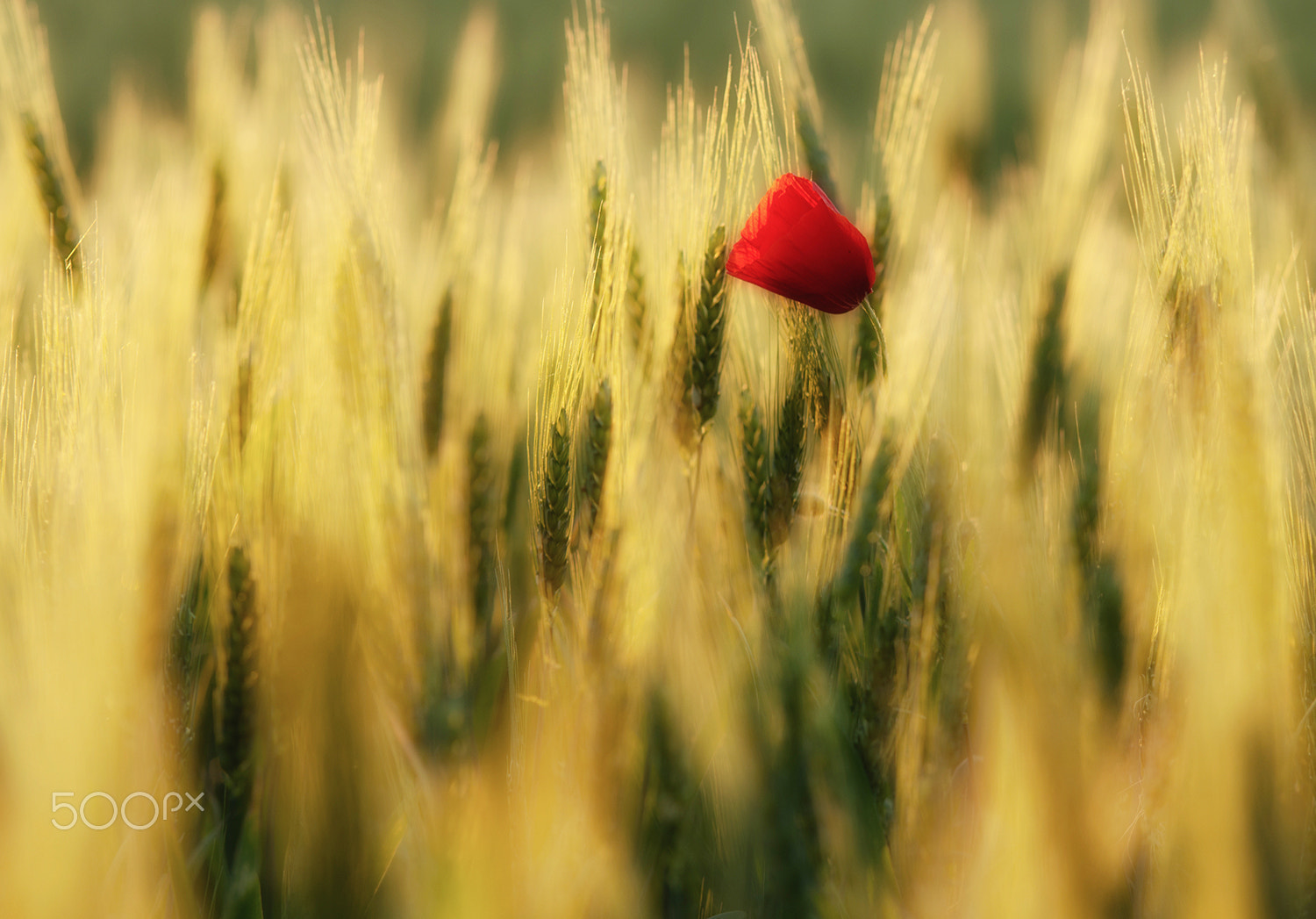 Sony Alpha DSLR-A580 sample photo. Summer red photography