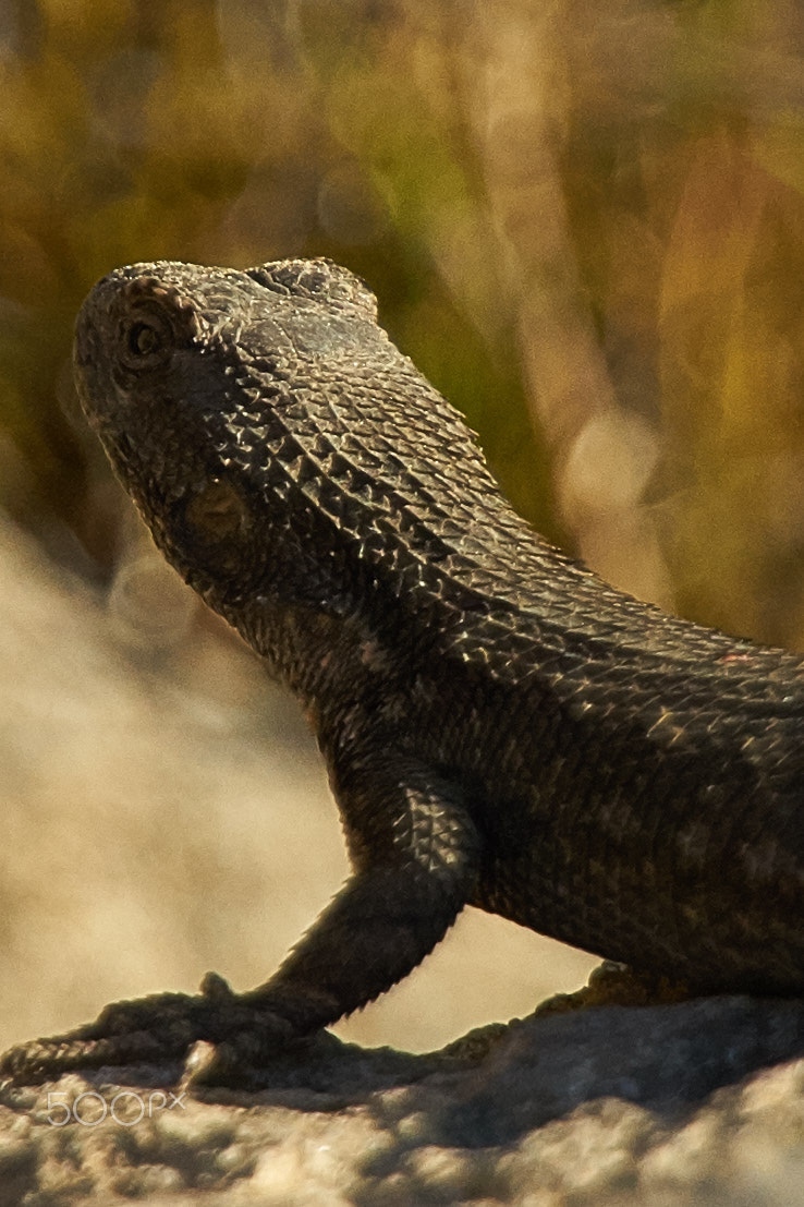 Sony DT 50mm F1.8 SAM sample photo. Lizard photography