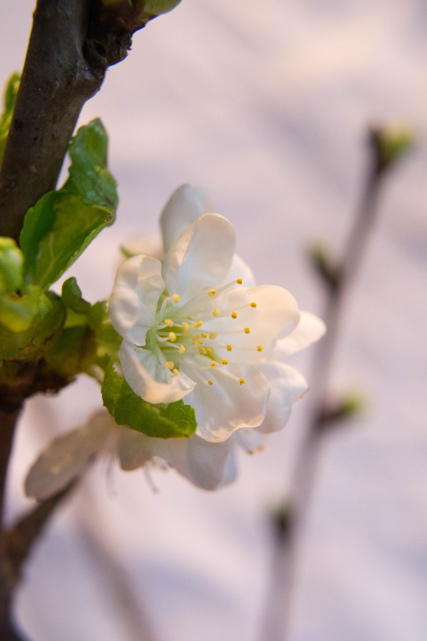 Nikon D3100 + Sigma 24mm F2.8 Super Wide II Macro sample photo. And more blossoms photography