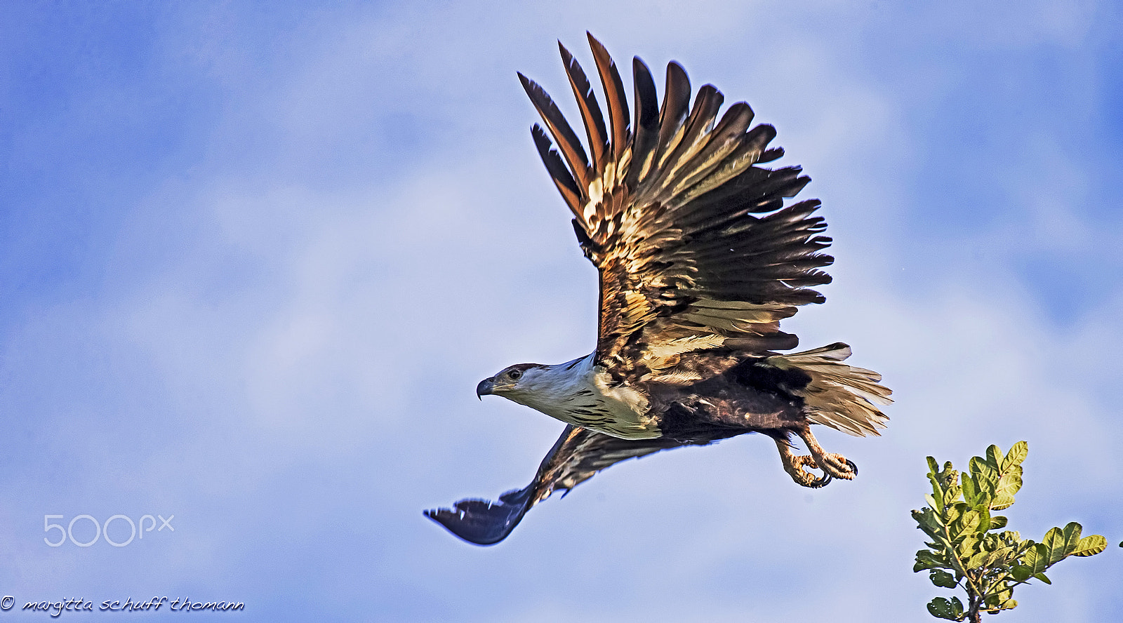 Canon EF 100-400mm F4.5-5.6L IS USM sample photo. Fish eagle .. photography