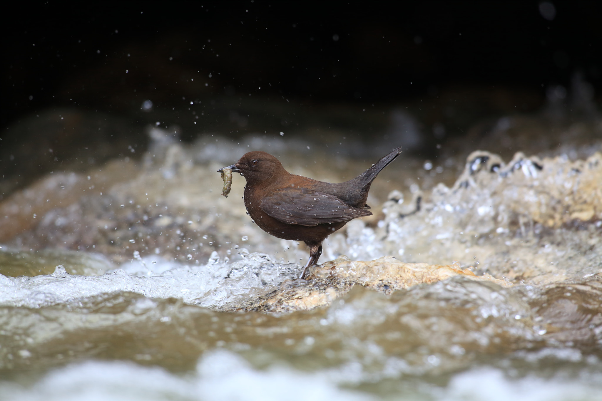 Canon EF 600mm f/4L IS sample photo. A water ouzel photography