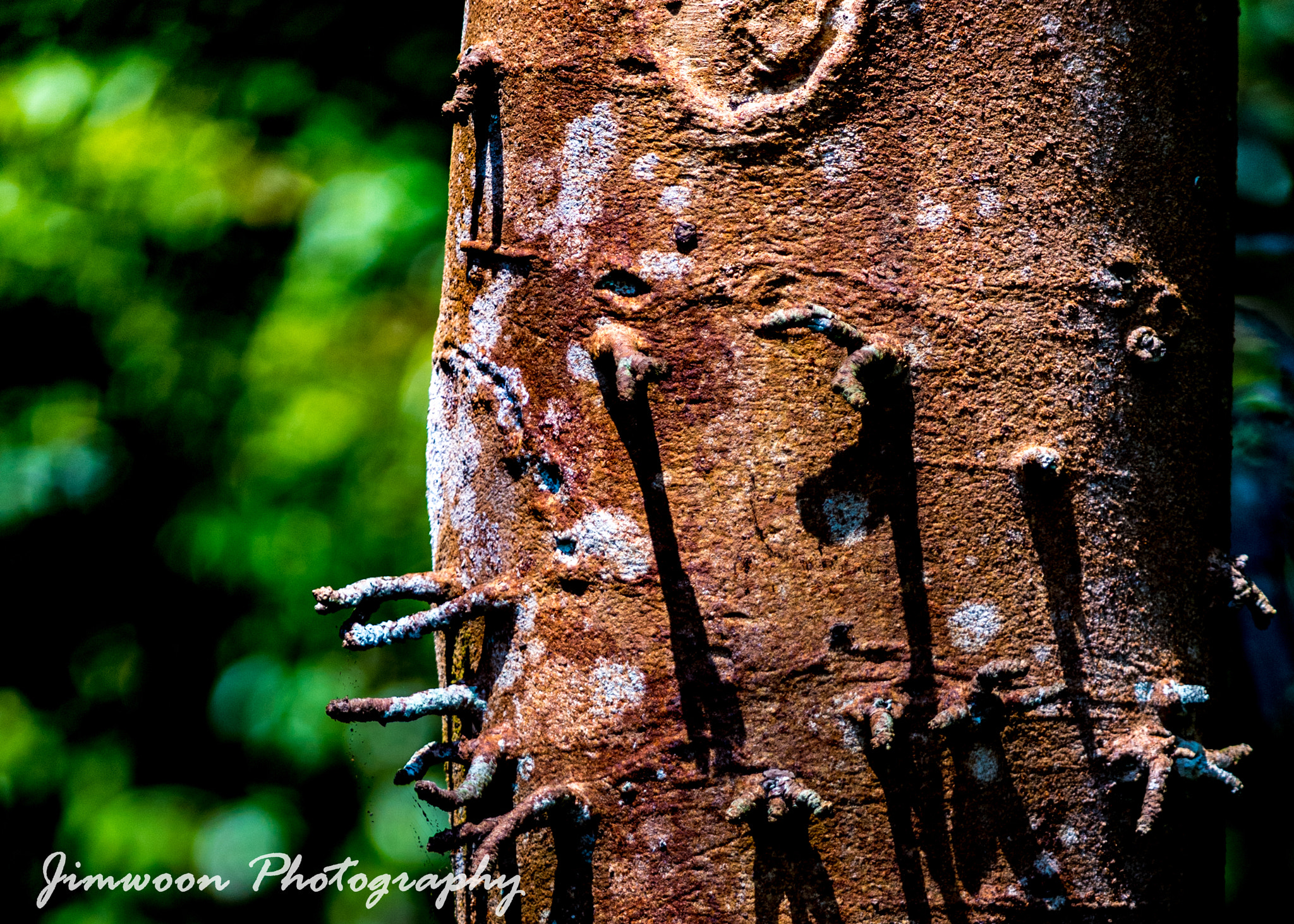 AF-S Zoom-Nikkor 80-200mm f/2.8D IF-ED sample photo. Natural sculpture  photography