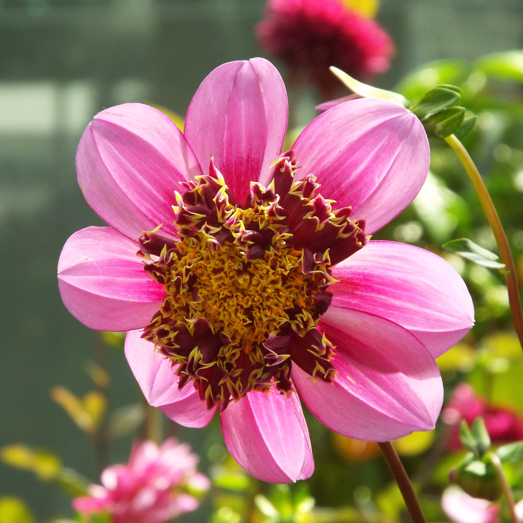 Fujifilm FinePix S9400W sample photo