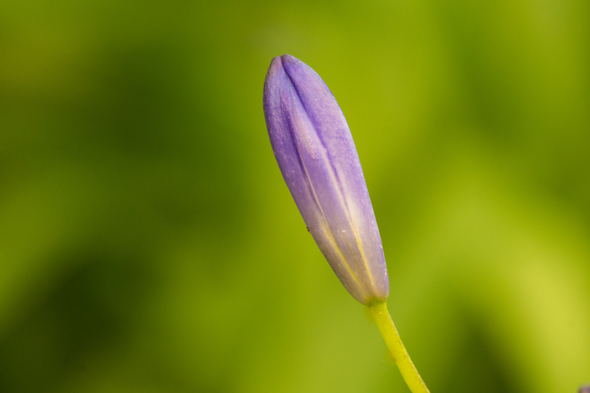 Sony SLT-A65 (SLT-A65V) + 105mm F2.8 sample photo. Flower bud photography