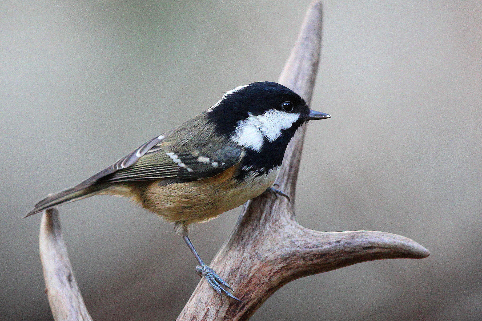 Canon EF 500mm F4L IS II USM sample photo. Coal tit photography